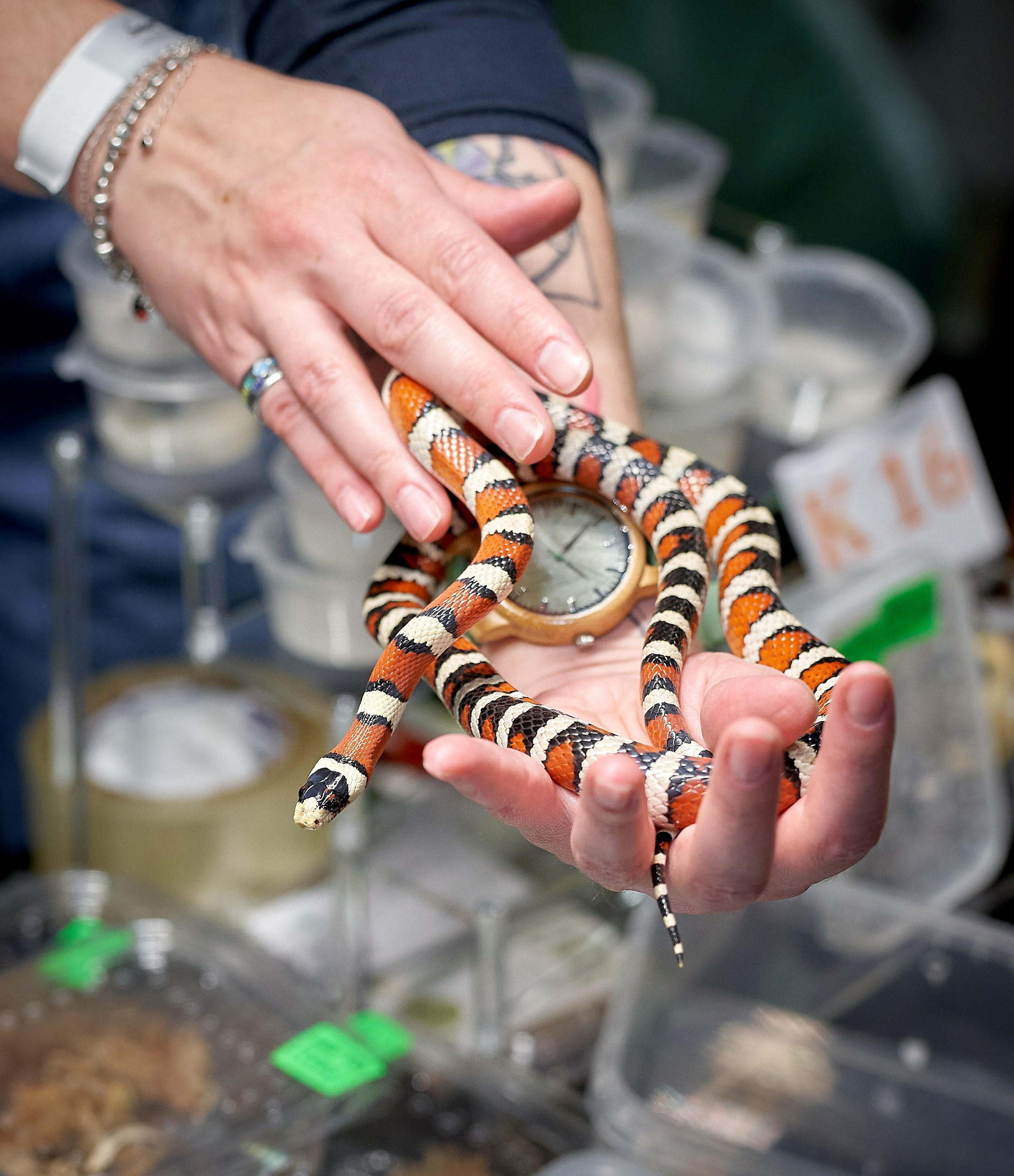 Рептилии — галерея NATRIEL