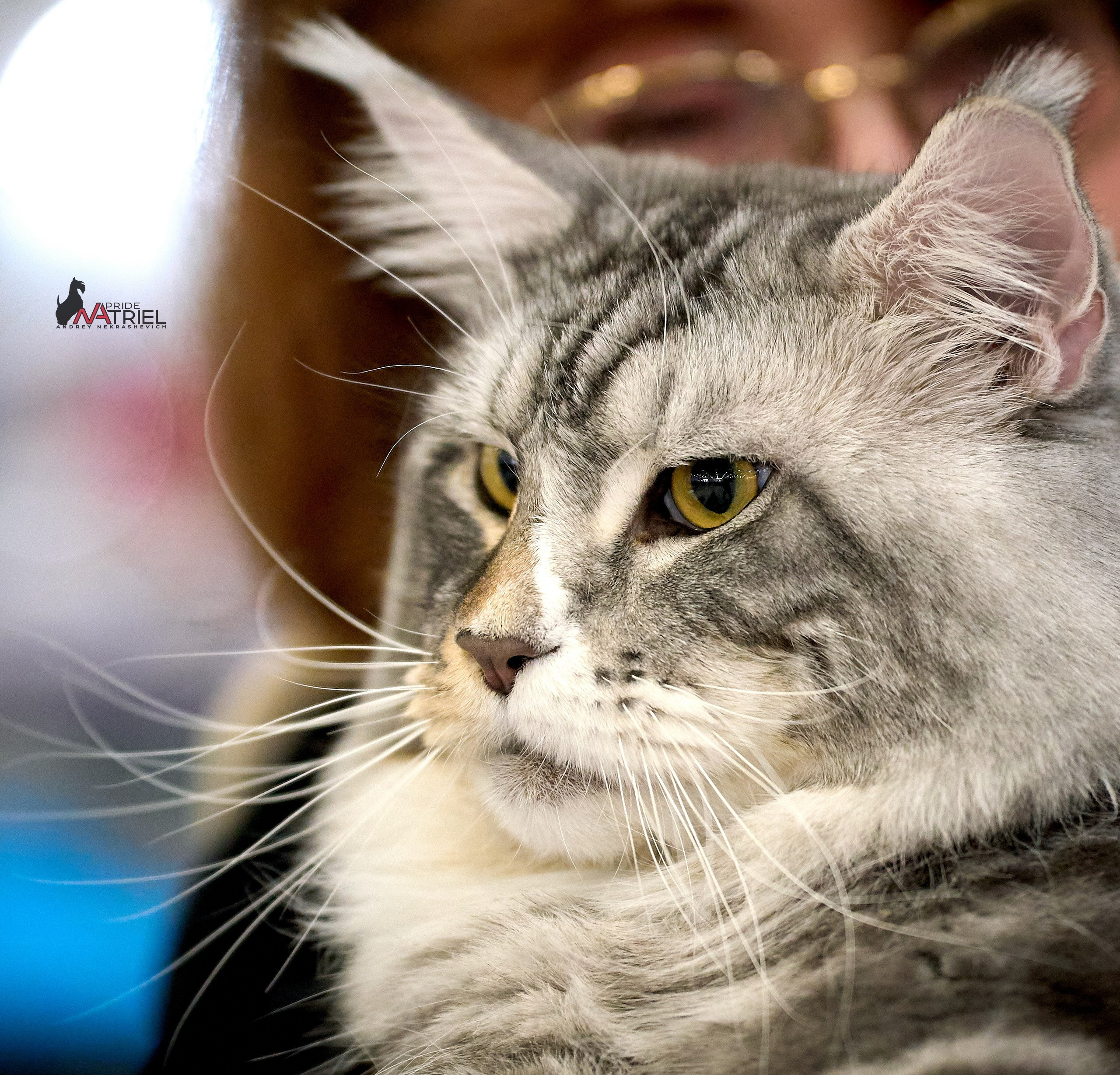 Кошки на выставках — галерея NATRIEL