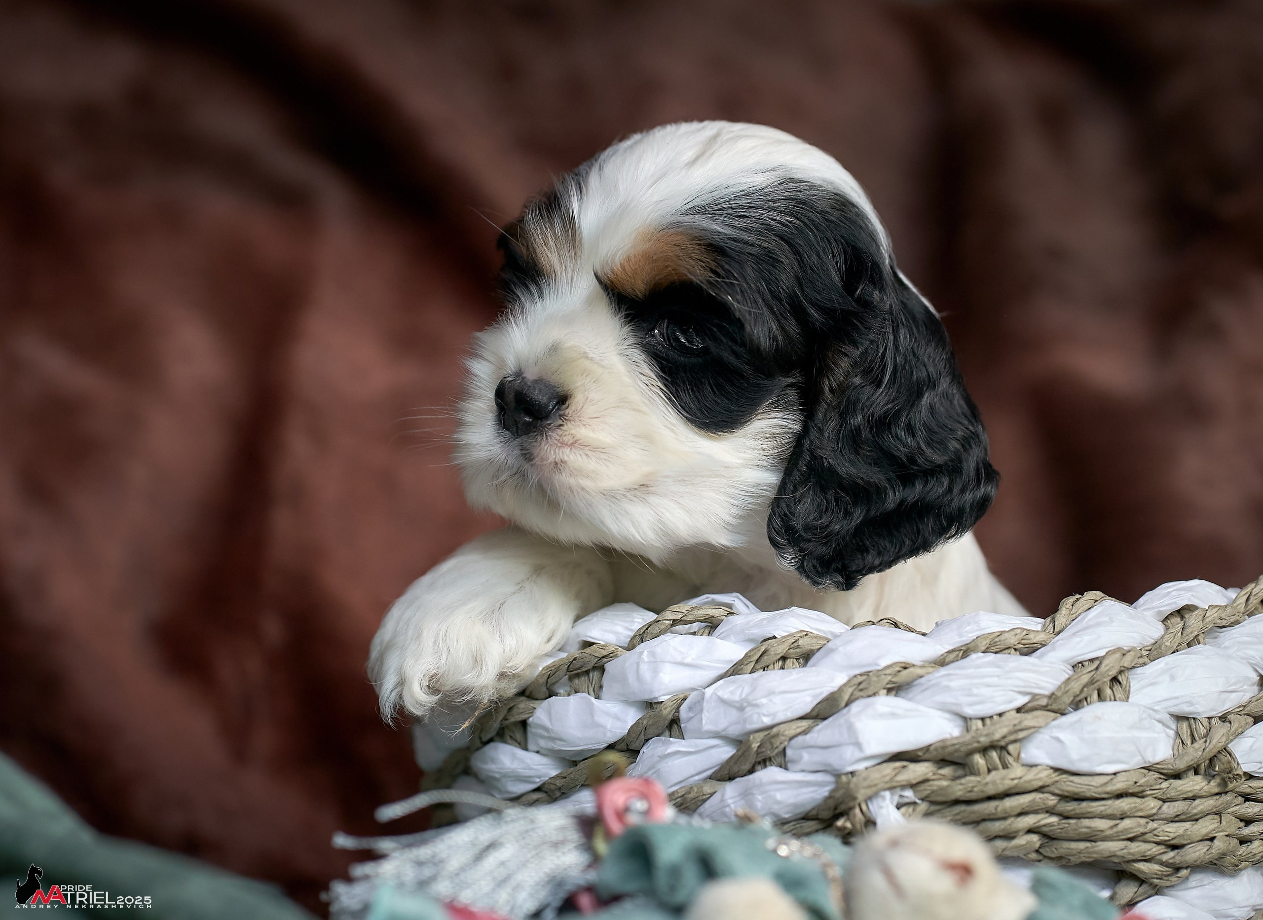 Щенки АмКокеров