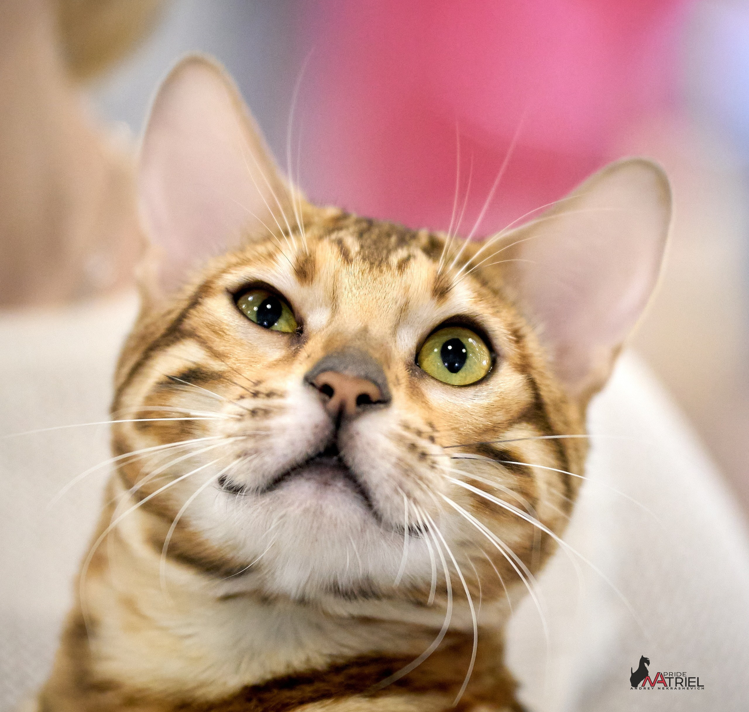 Кошки на выставках — галерея NATRIEL