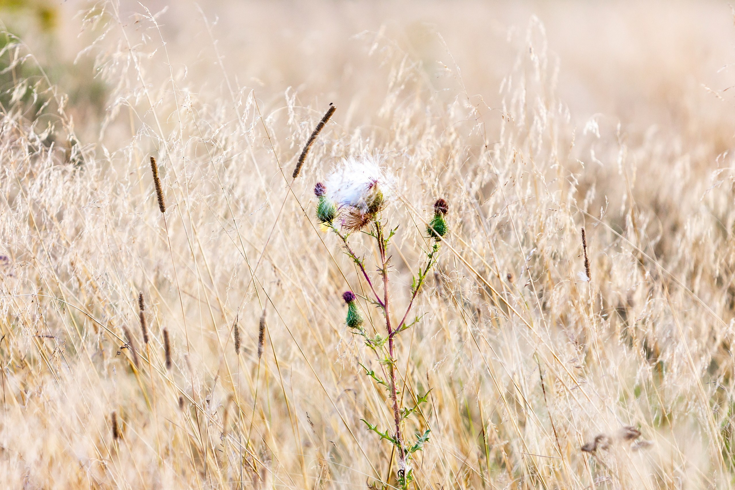 Лютики-цветочки — галерея NATRIEL