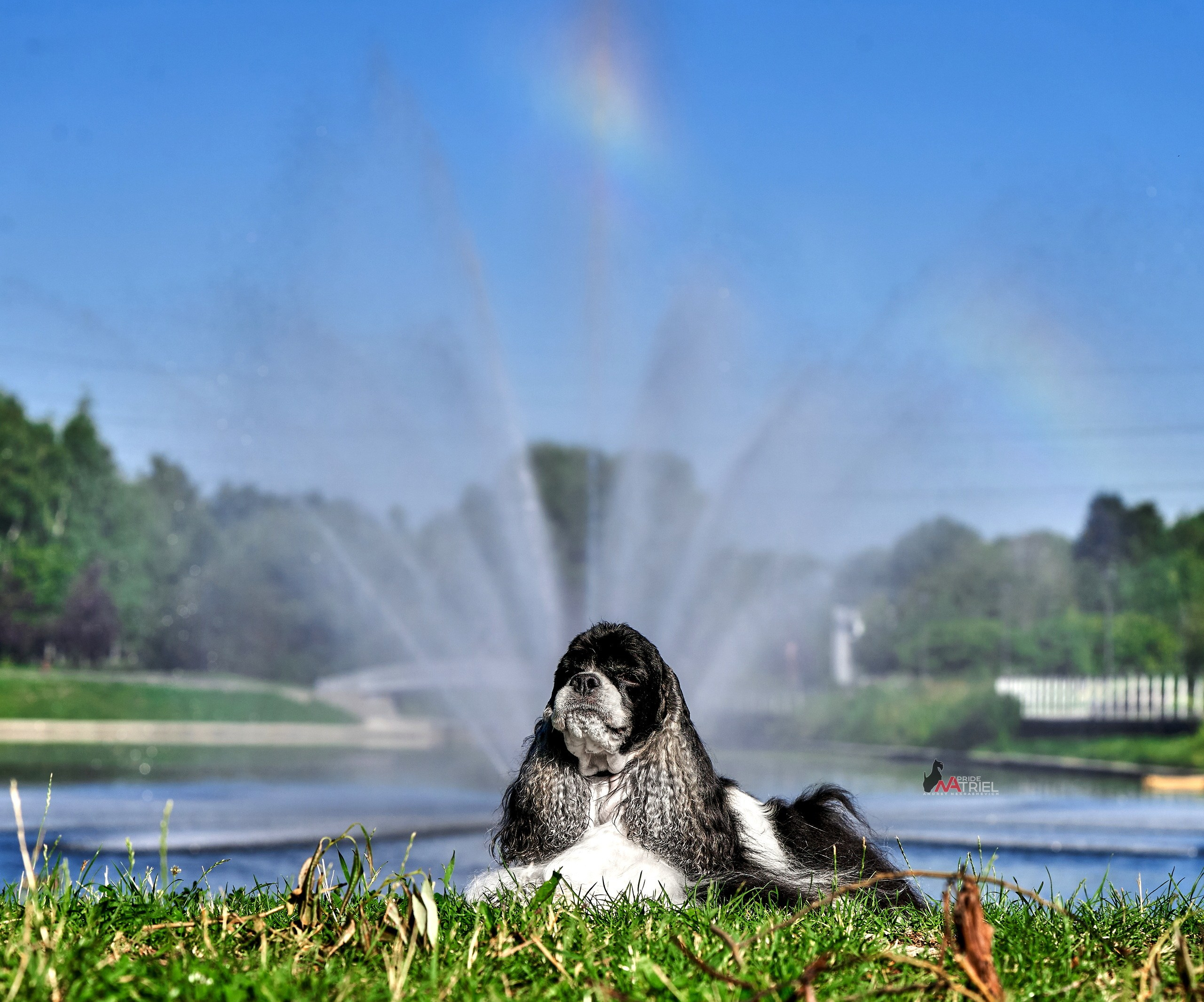 Портреты собак — галерея NATRIEL