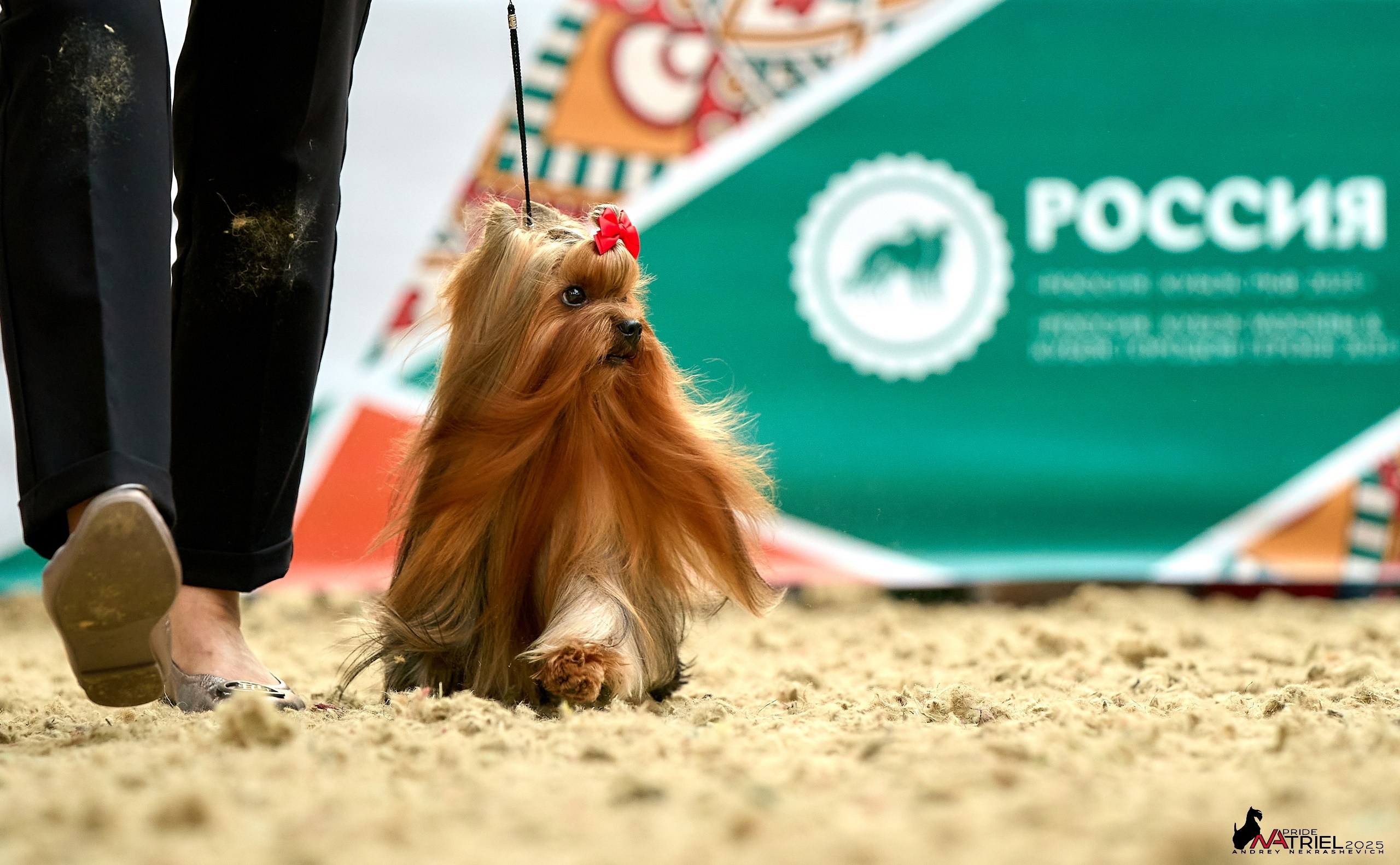Выставка собак РОССИЯ — 2025