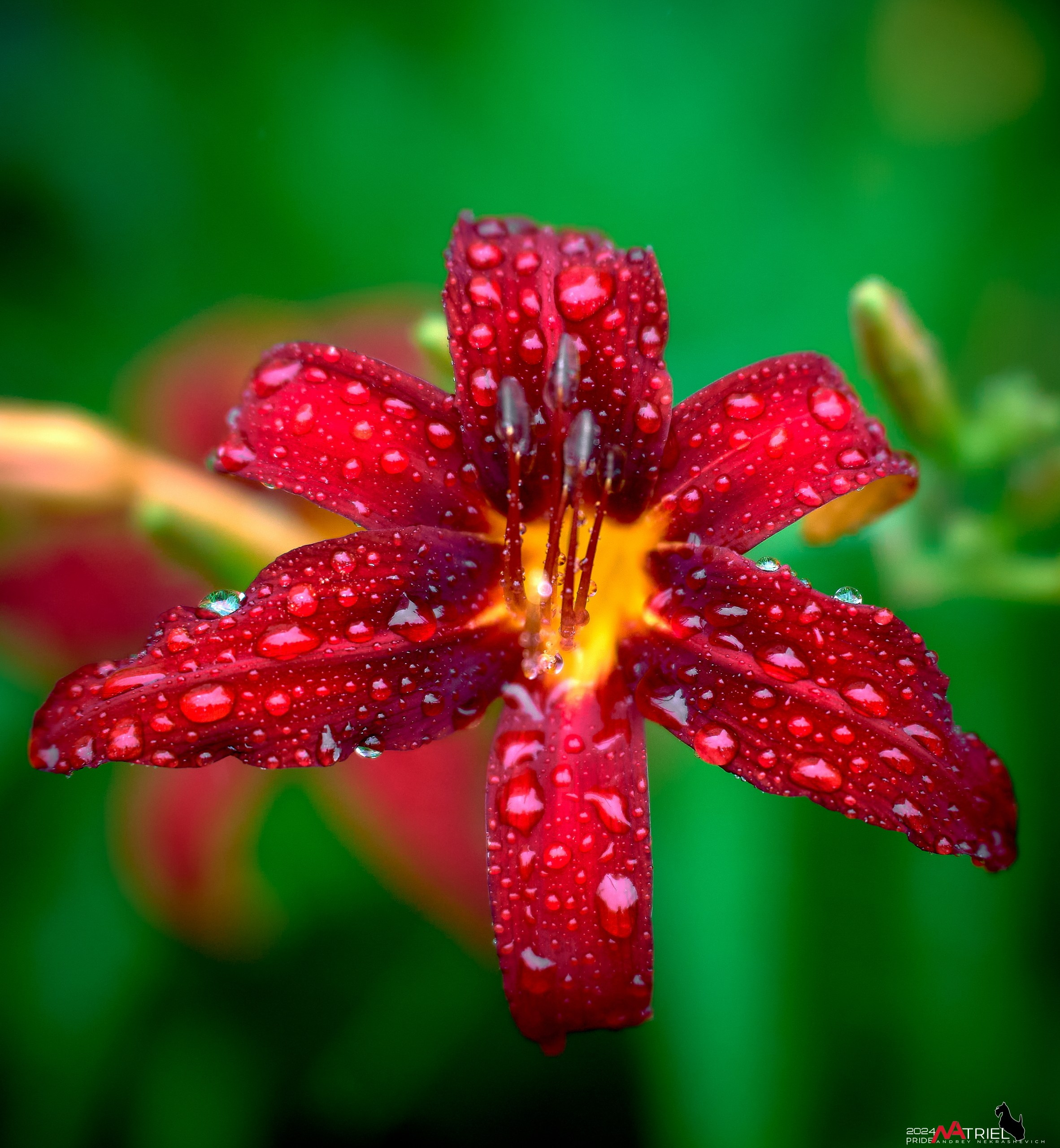 Съемка природы после дождя