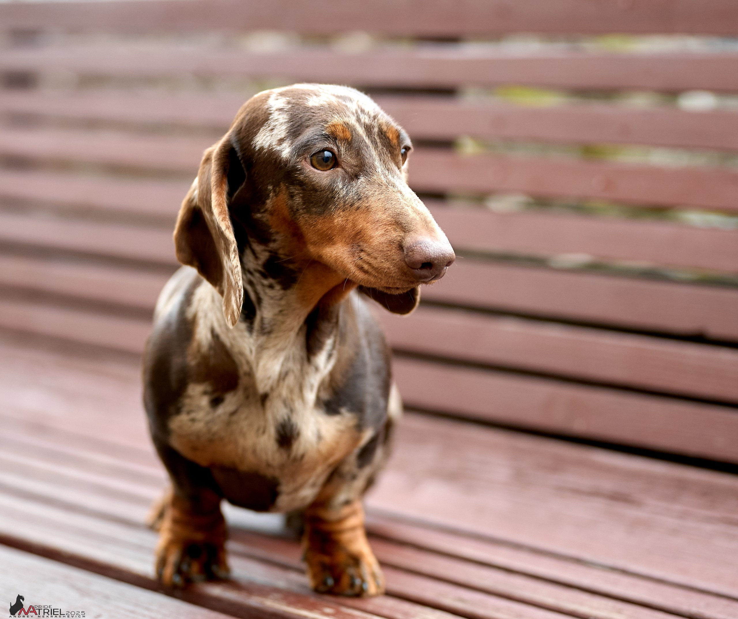 Съемка щенков таксы с мобильным светом