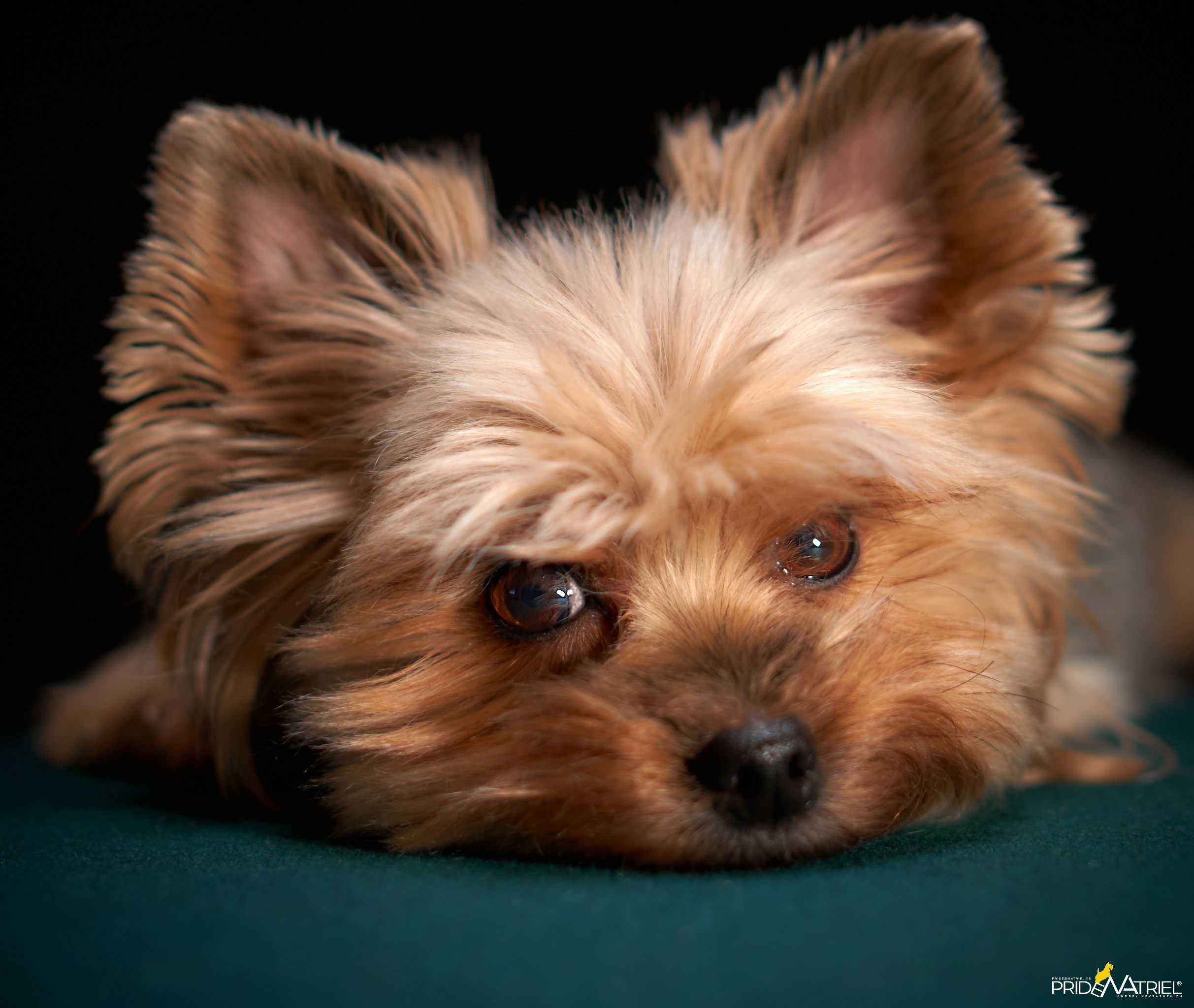 Йоркширский терьер Циля