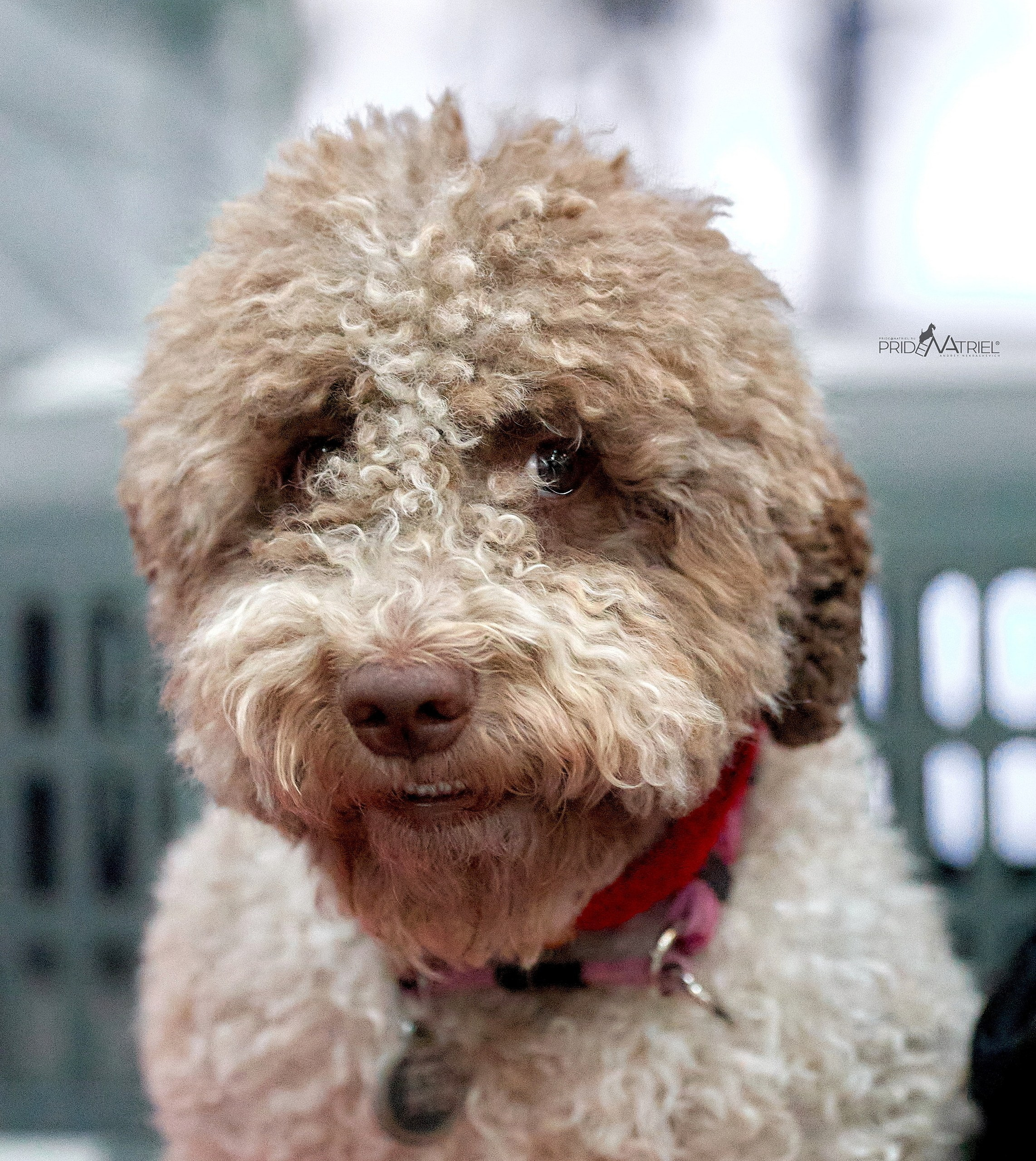 Портреты собак — галерея NATRIEL