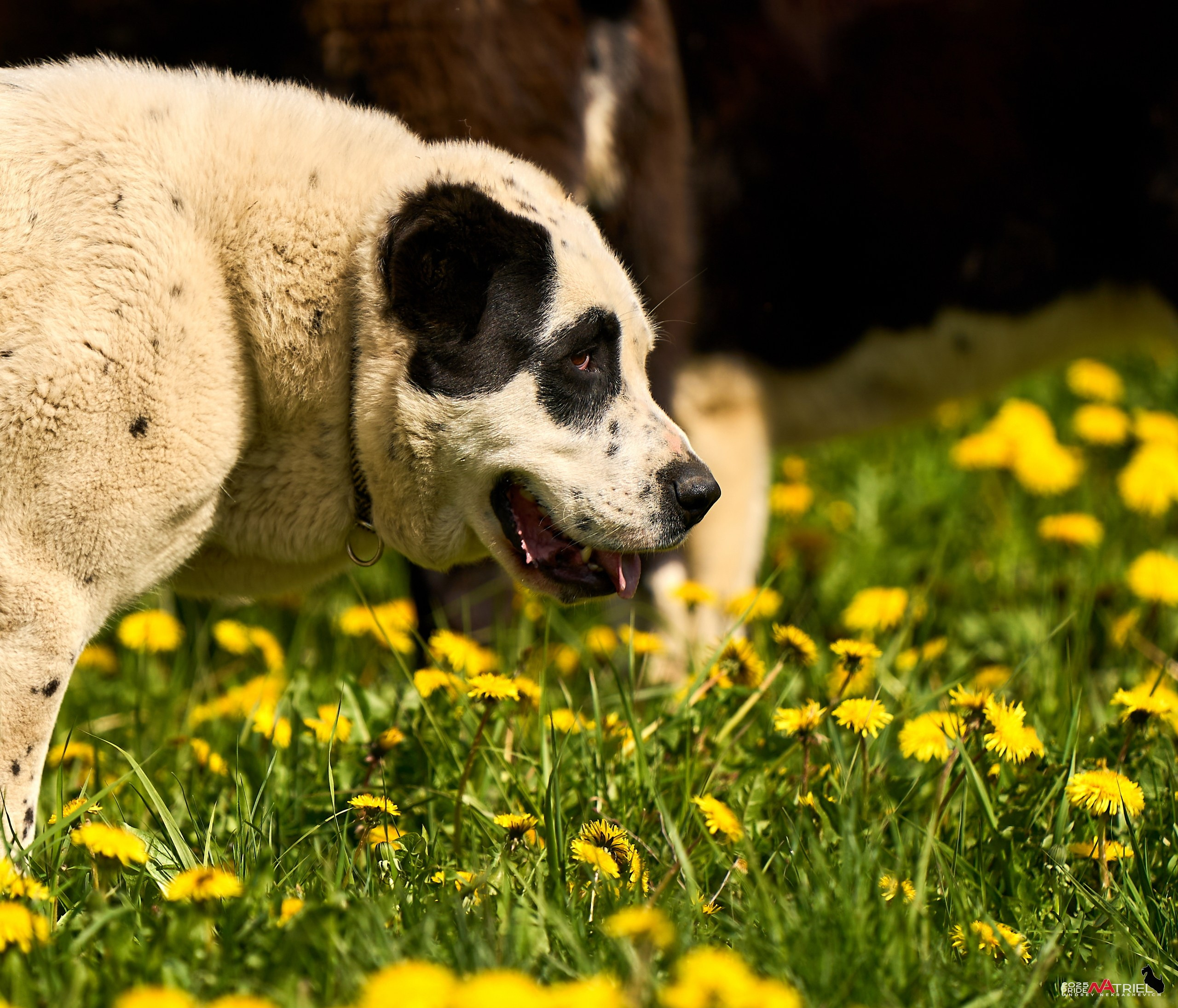 Съемка в питомнике