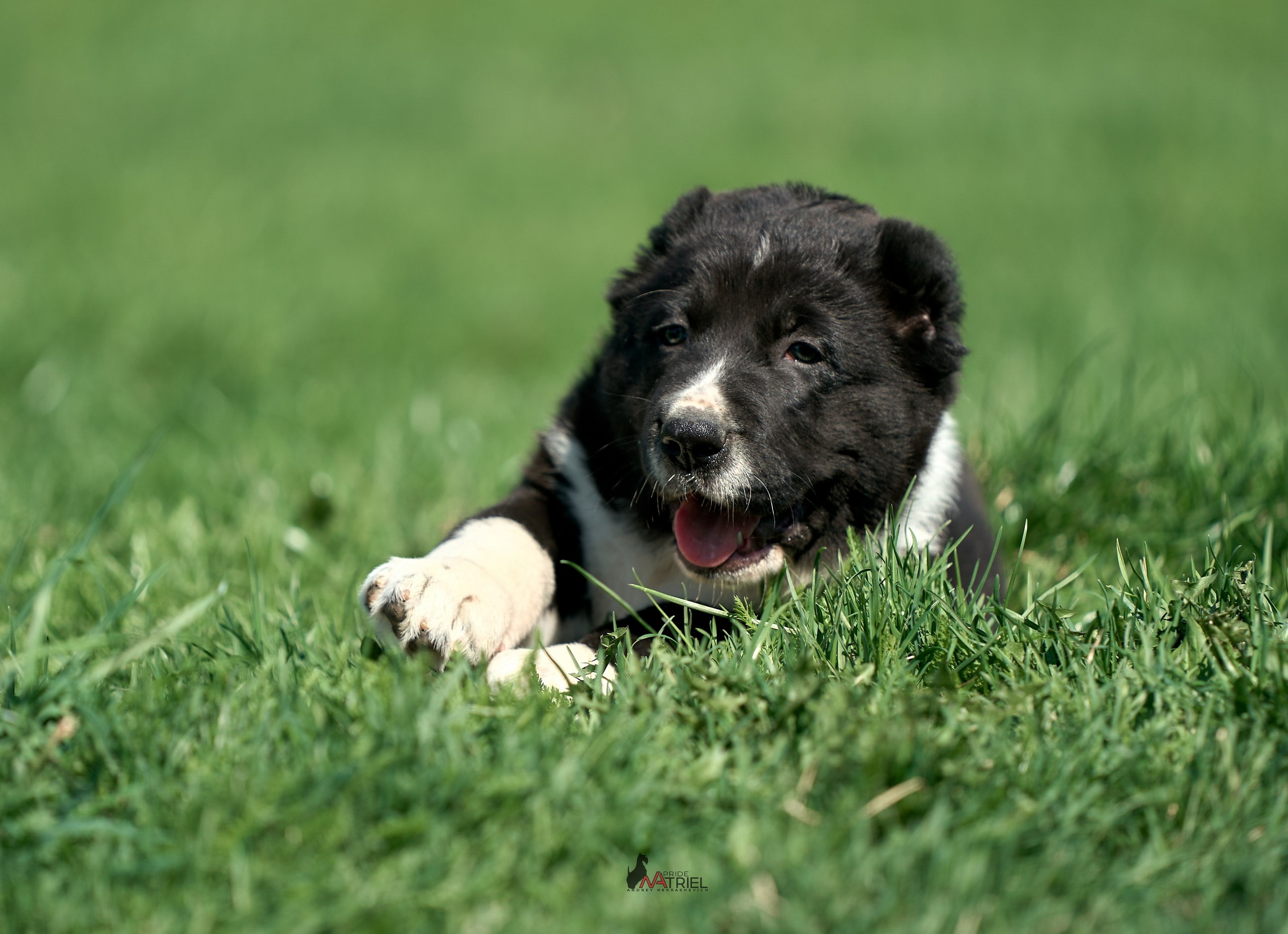 Среднеазиаты — щенки и взрослые