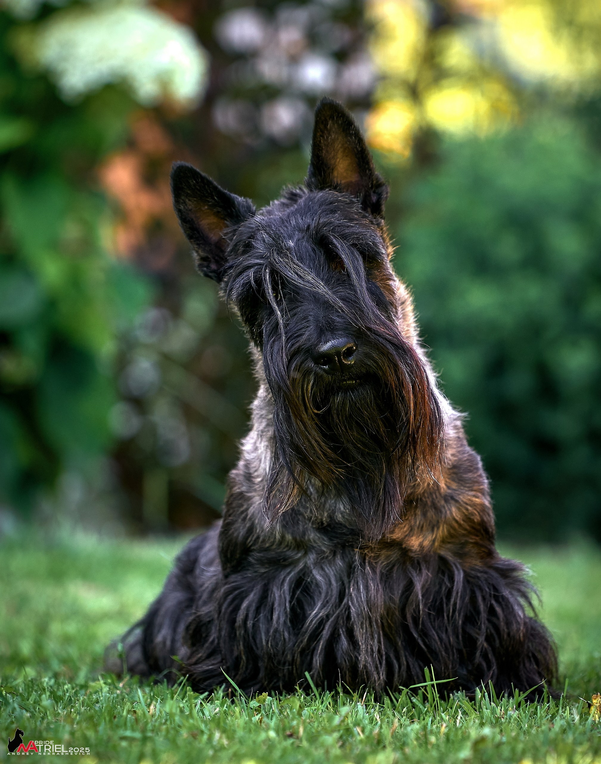 Алабаи и скотч-терьеры в питомнике у Ольги