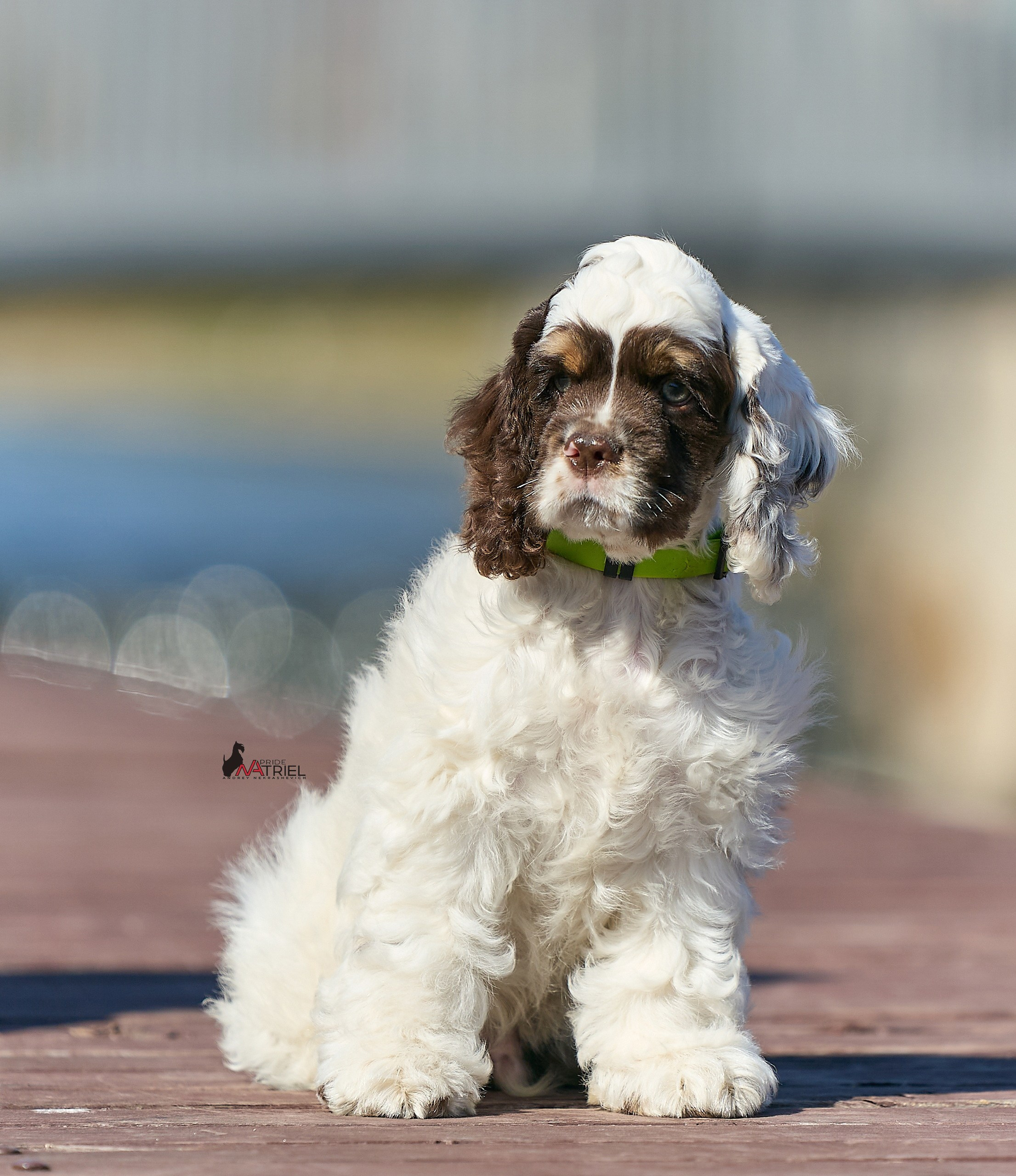 Прогулка со щенком