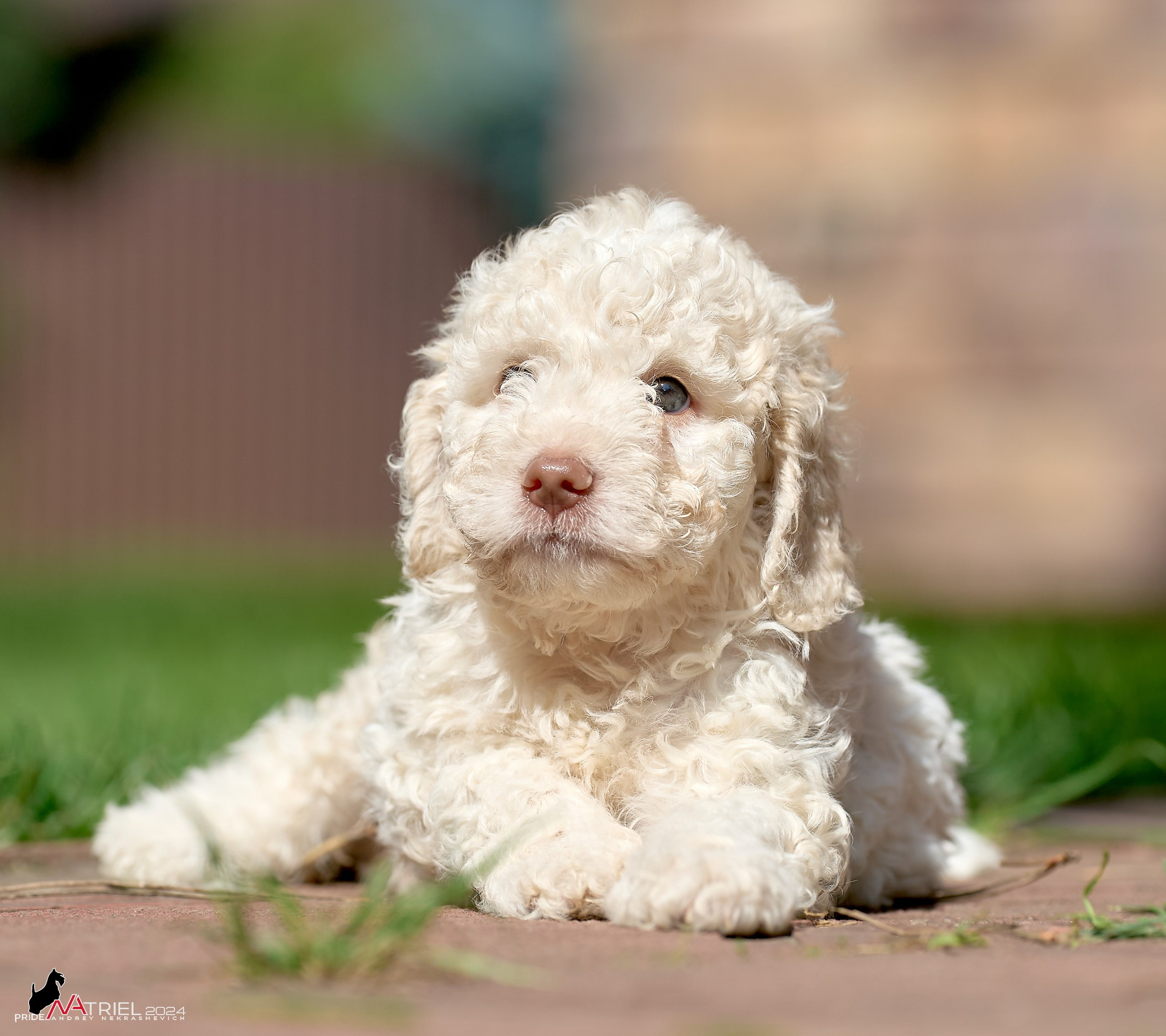 Съемка щенков лаготто