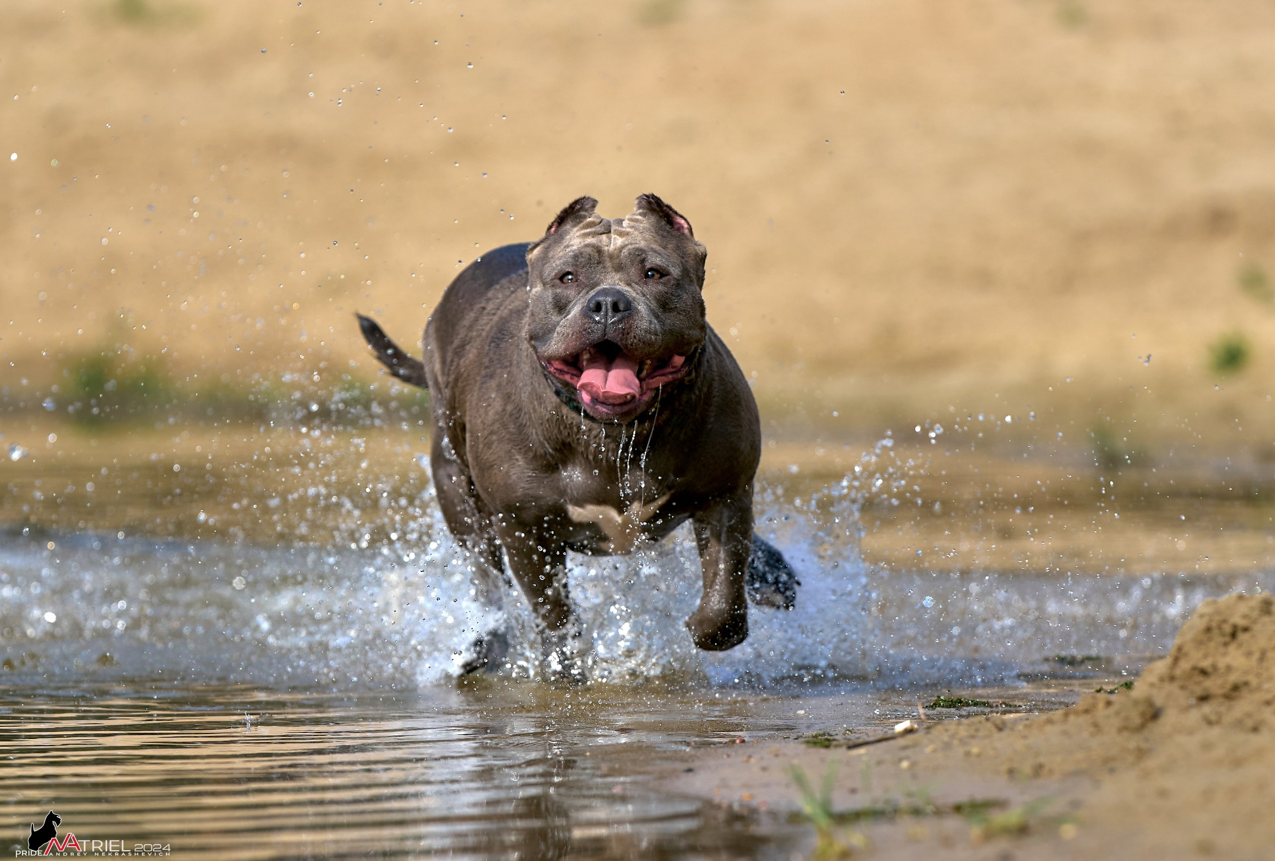 Фотопрогулка с булли