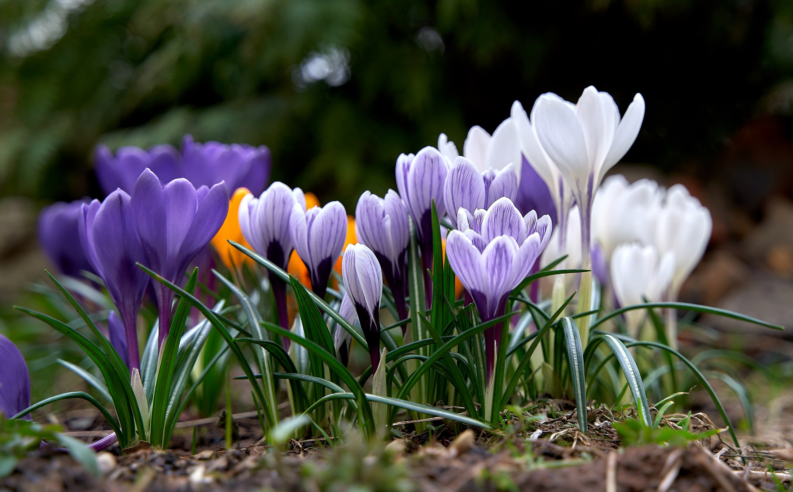 Лютики-цветочки — галерея NATRIEL
