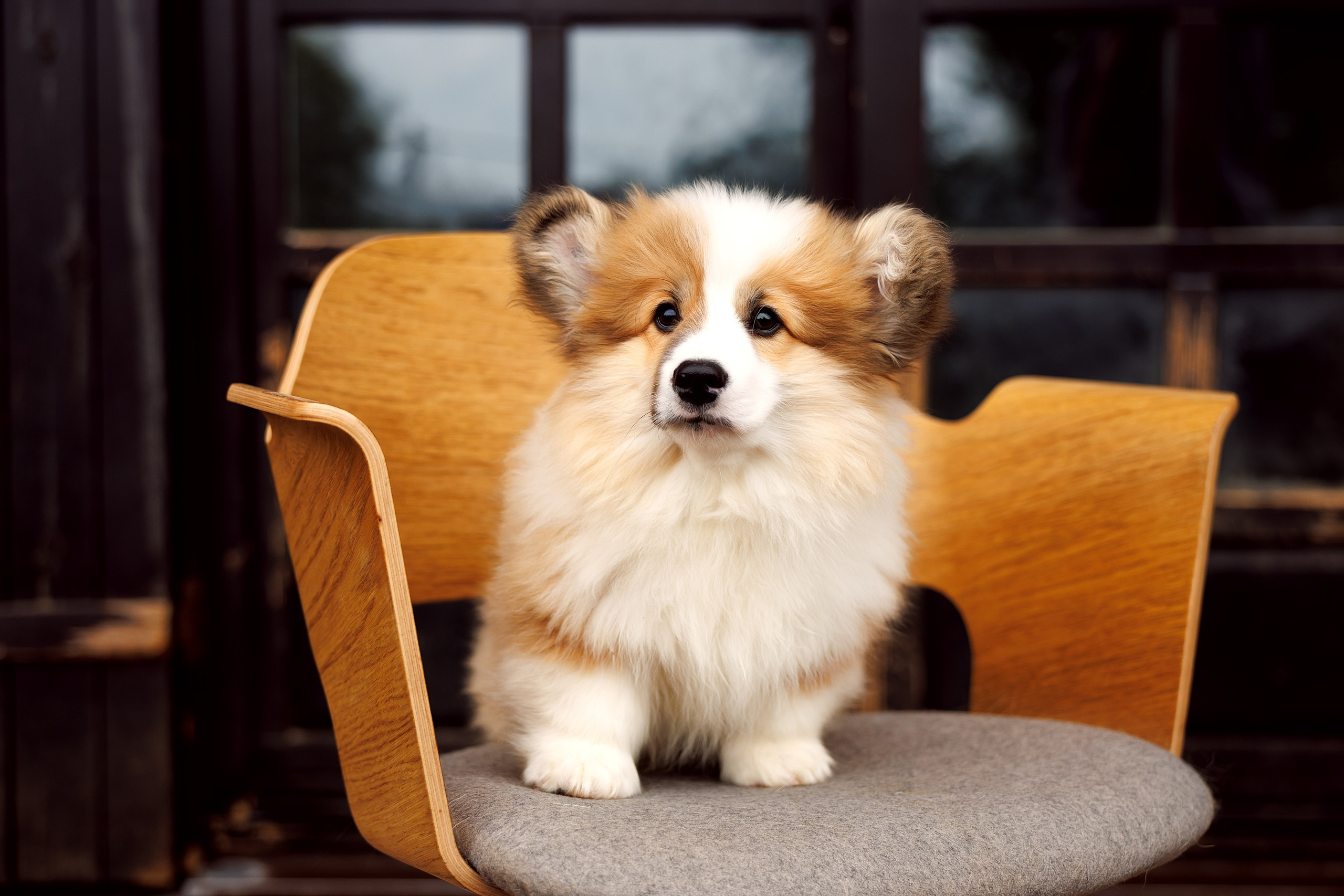 Портфолио: Фотосъёмка щенков в Москве и области — трогательные моменты. Фотограф-анималист и бренд-фотограф в Москве | Фотография собак, людей, бизнес-портрет