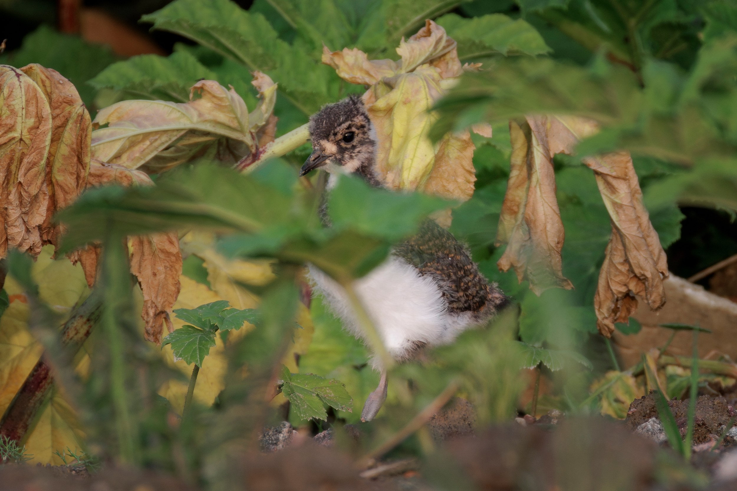 Птенцы чибиса. Фотограф дикой природы Роман Исаенков