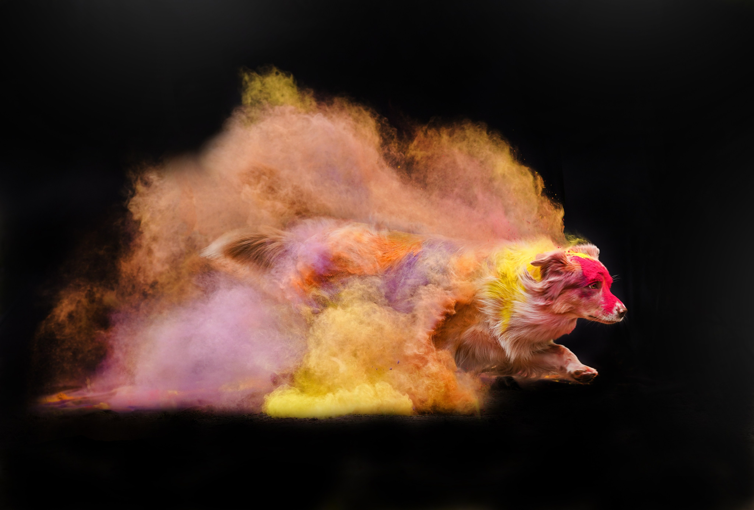 Панда и краски Холи. Фотограф-анималист в Санкт-Петербурге Яна Мартынова