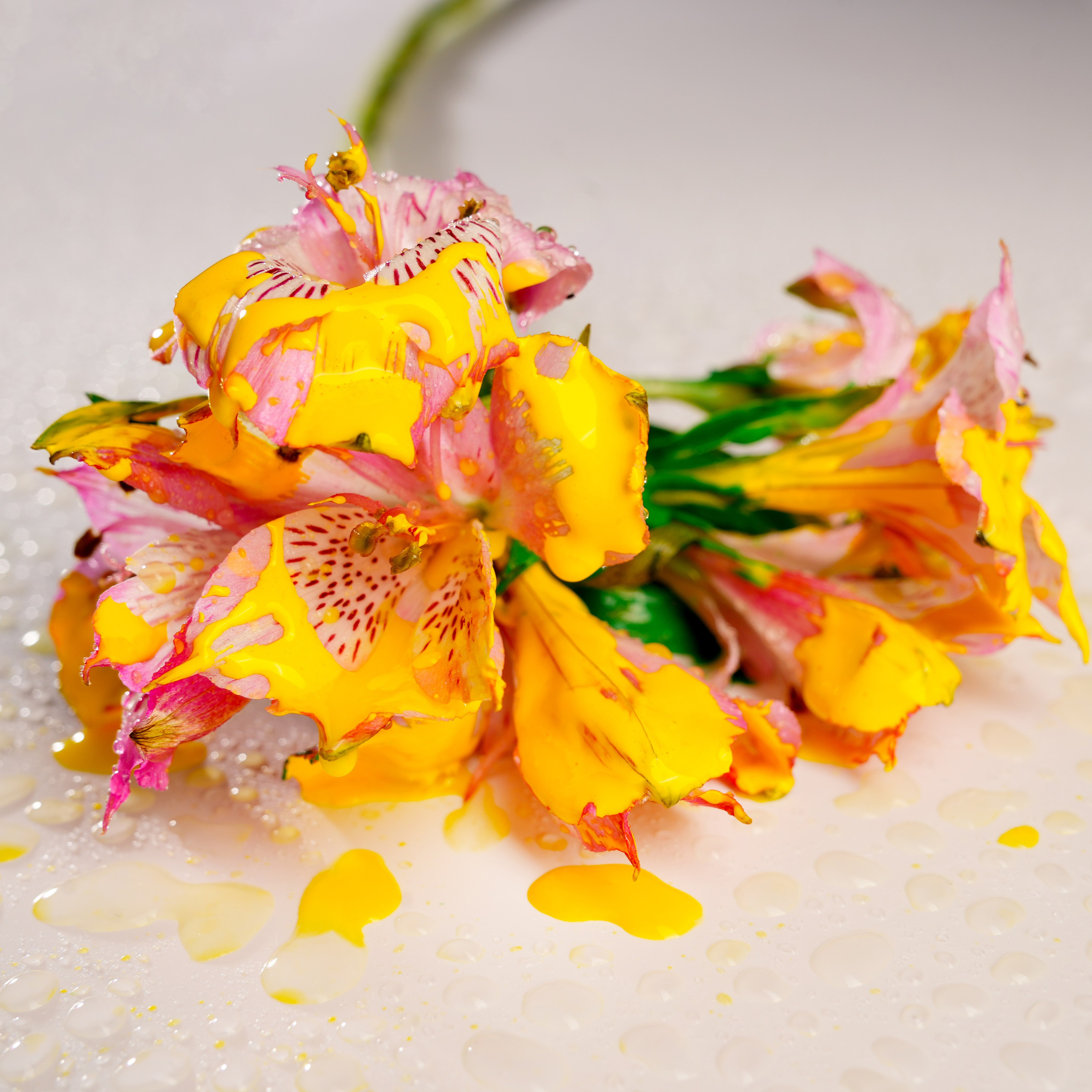 Предметная фотосъёмка. Фотограф, видеооператор Нина Коршунова