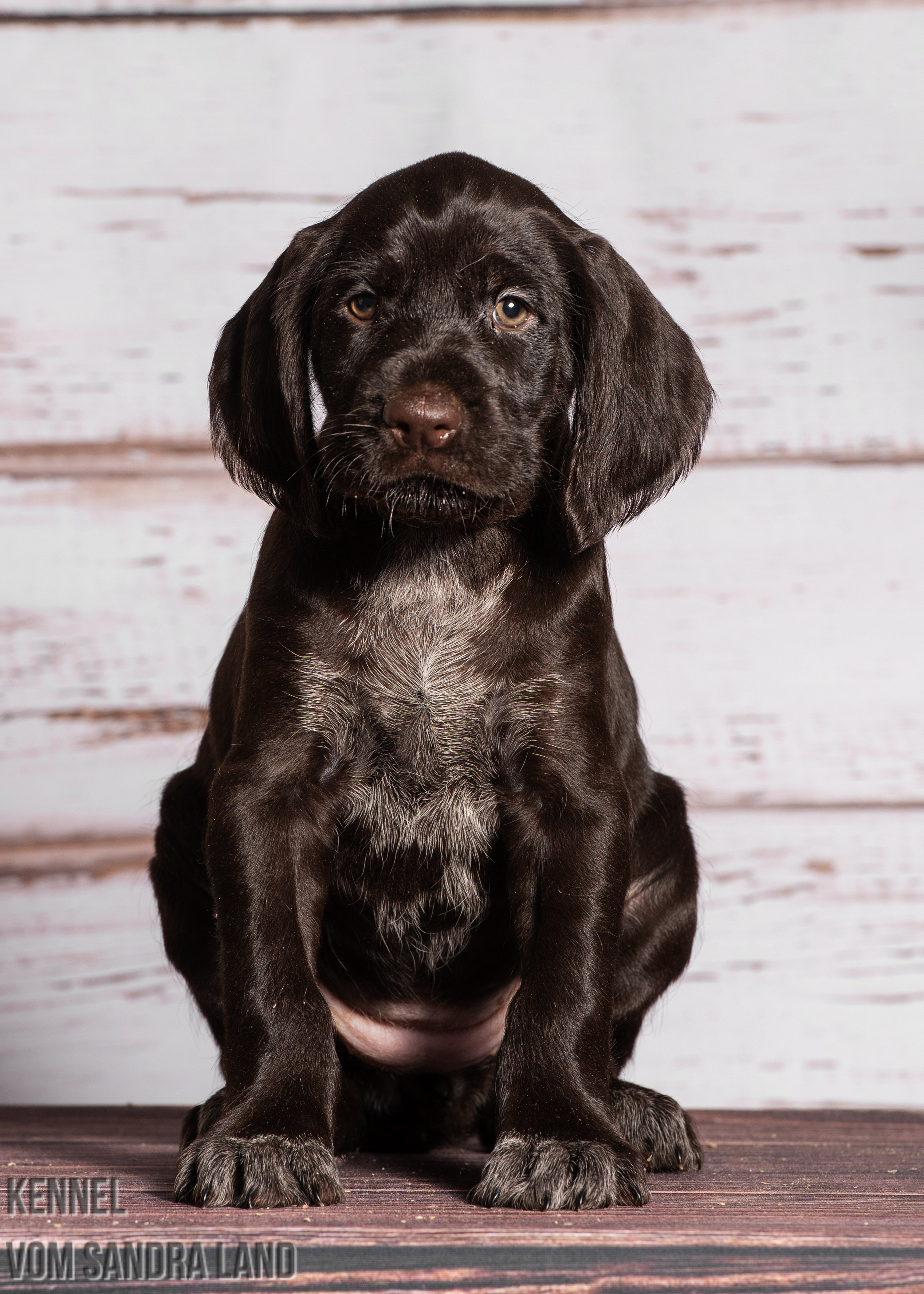 Ворожея вом Сандра Лэнд, Vorozheya vom Sandra Land