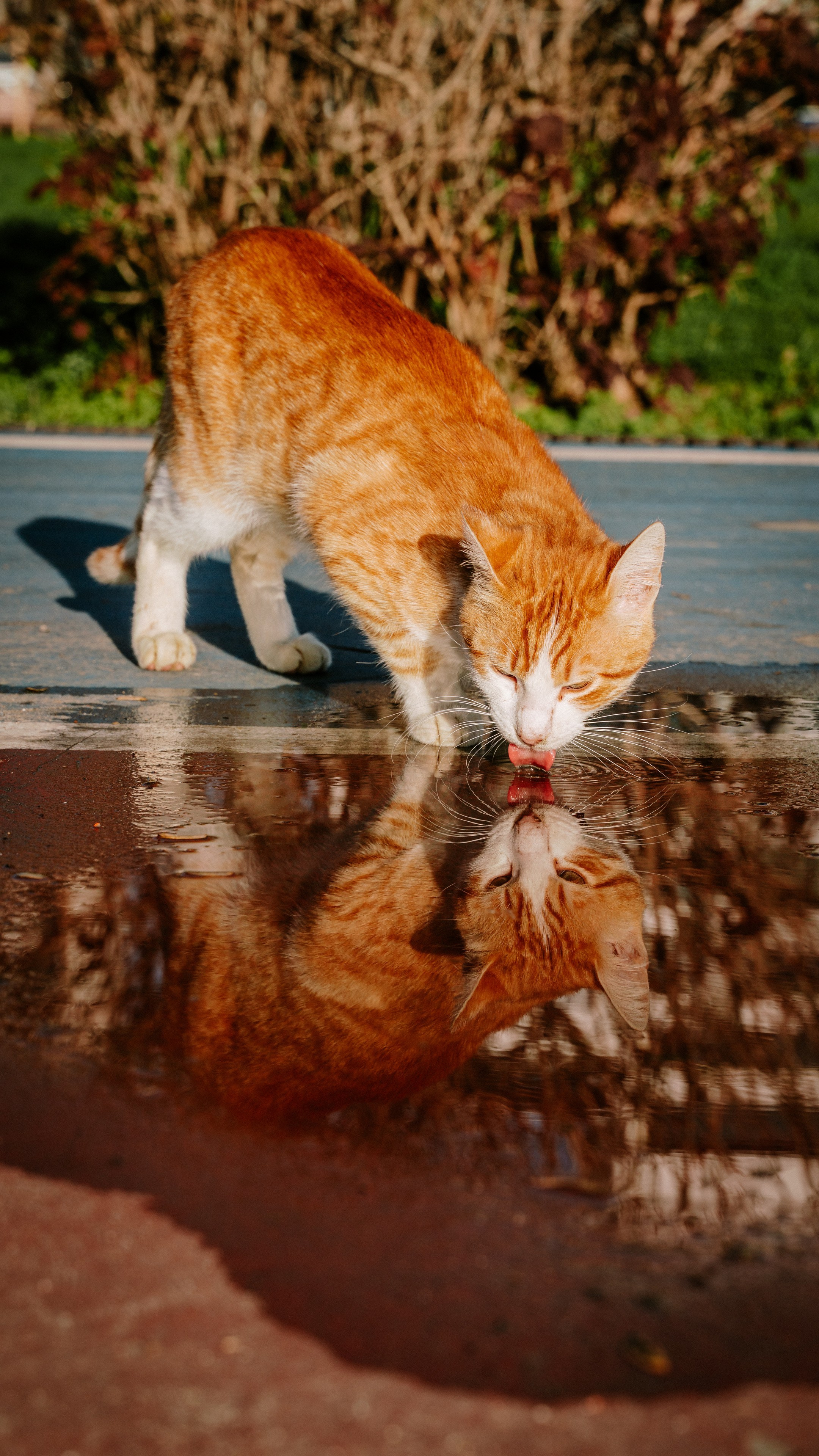 Кошки. Фотографии Дмитрия Захаренко