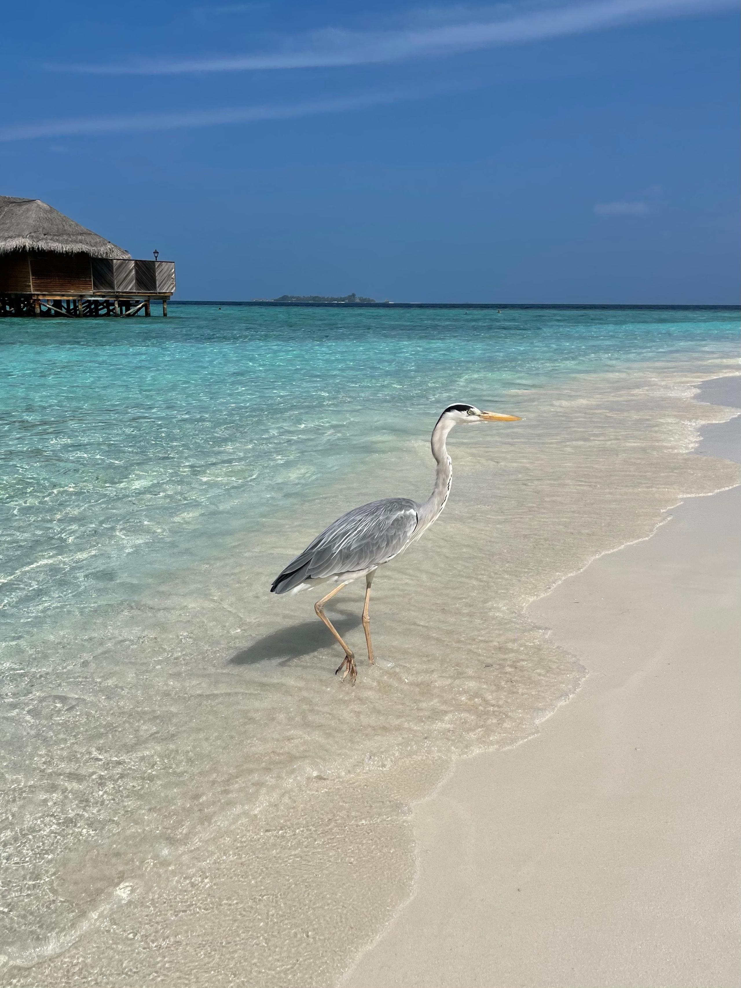 Бронирование резорта FIHALHOHI ISLAND RESORT