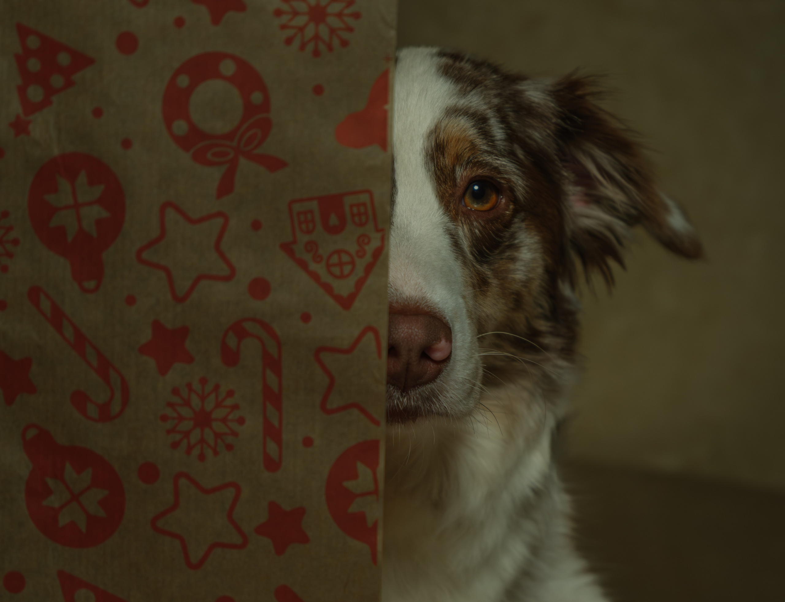 Портреты животных. Арт-фотограф Михаил Danko, г. Новосибирск