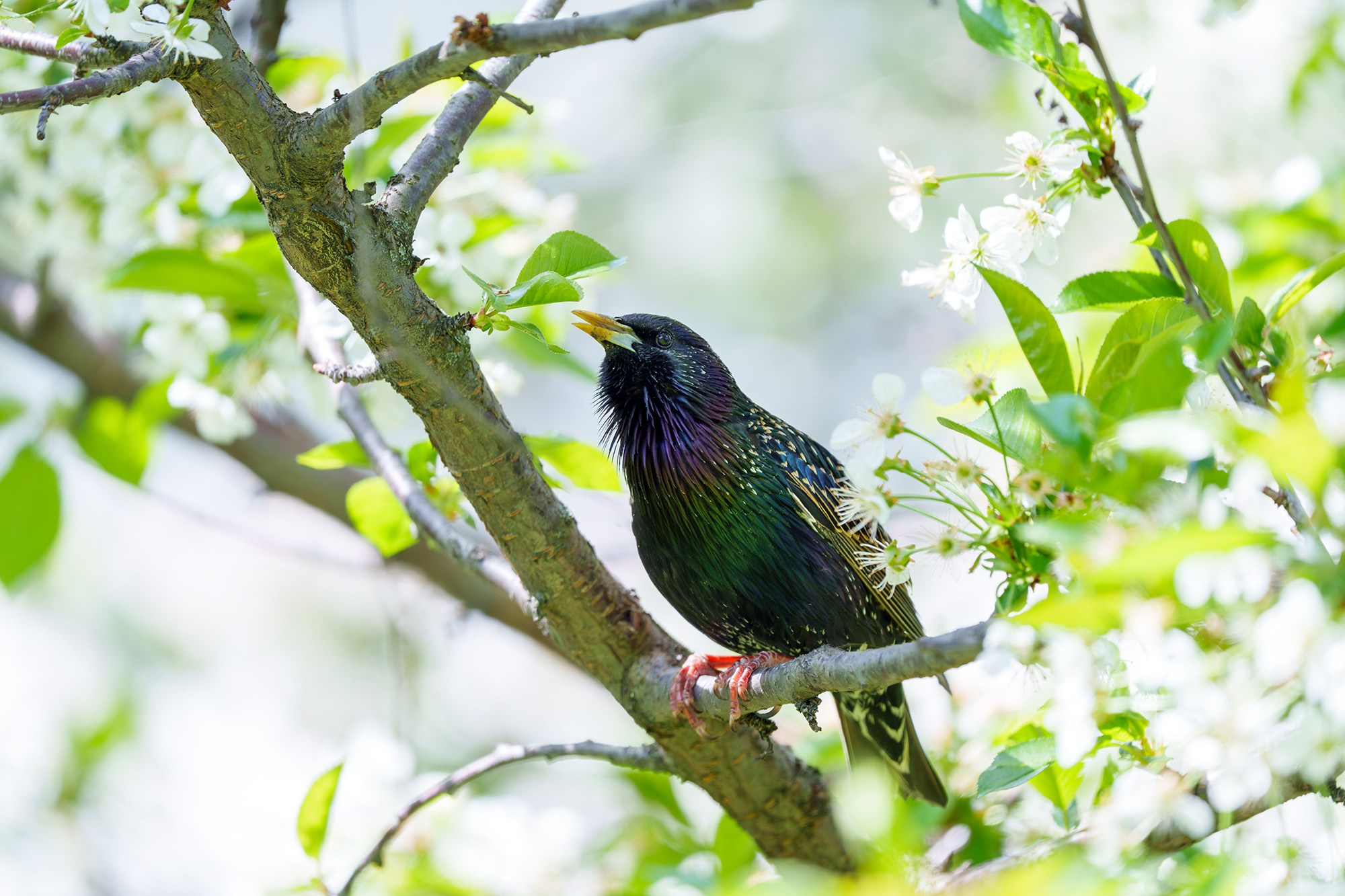 Удивительные мир птиц. Вокруг нас столько прекрасного — присмотритесь!. Ваш личный фотограф Марина Волкова