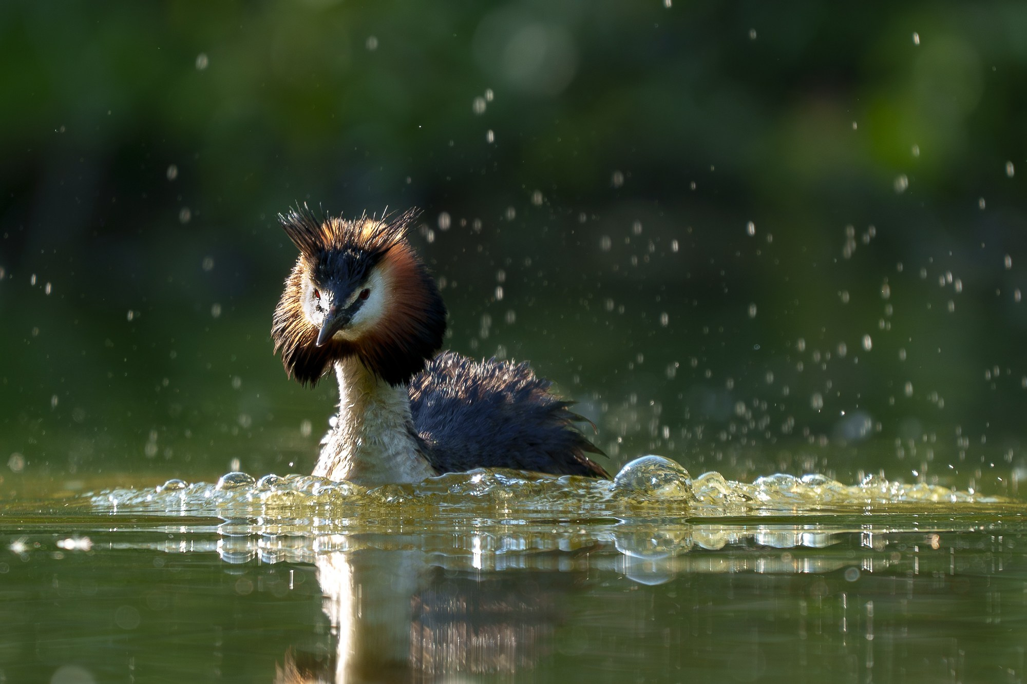 Удивительные мир птиц. Вокруг нас столько прекрасного — присмотритесь!. Ваш личный фотограф Марина Волкова