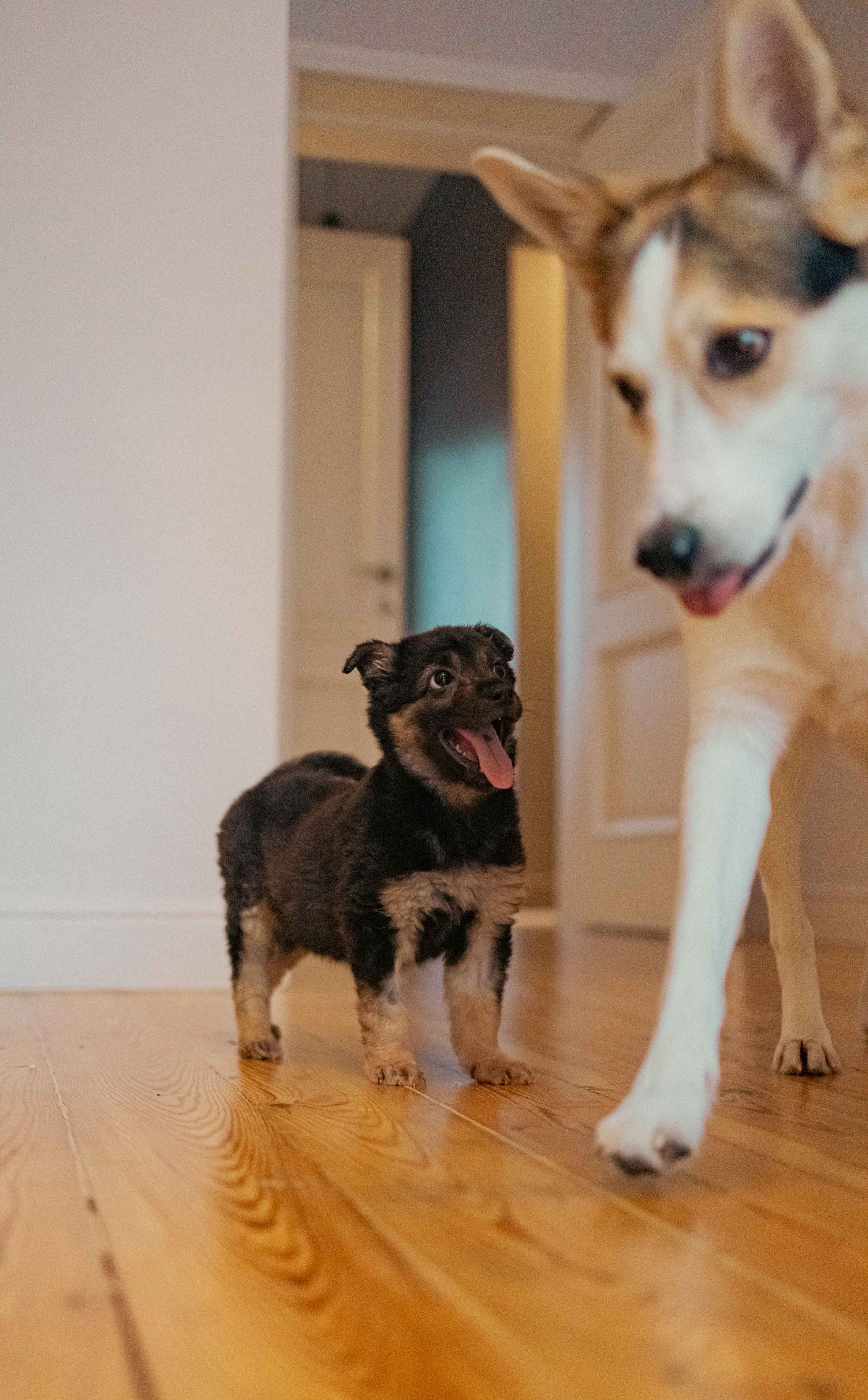 Пеппа. Фотограф-анималист в Москве Лера Черноног