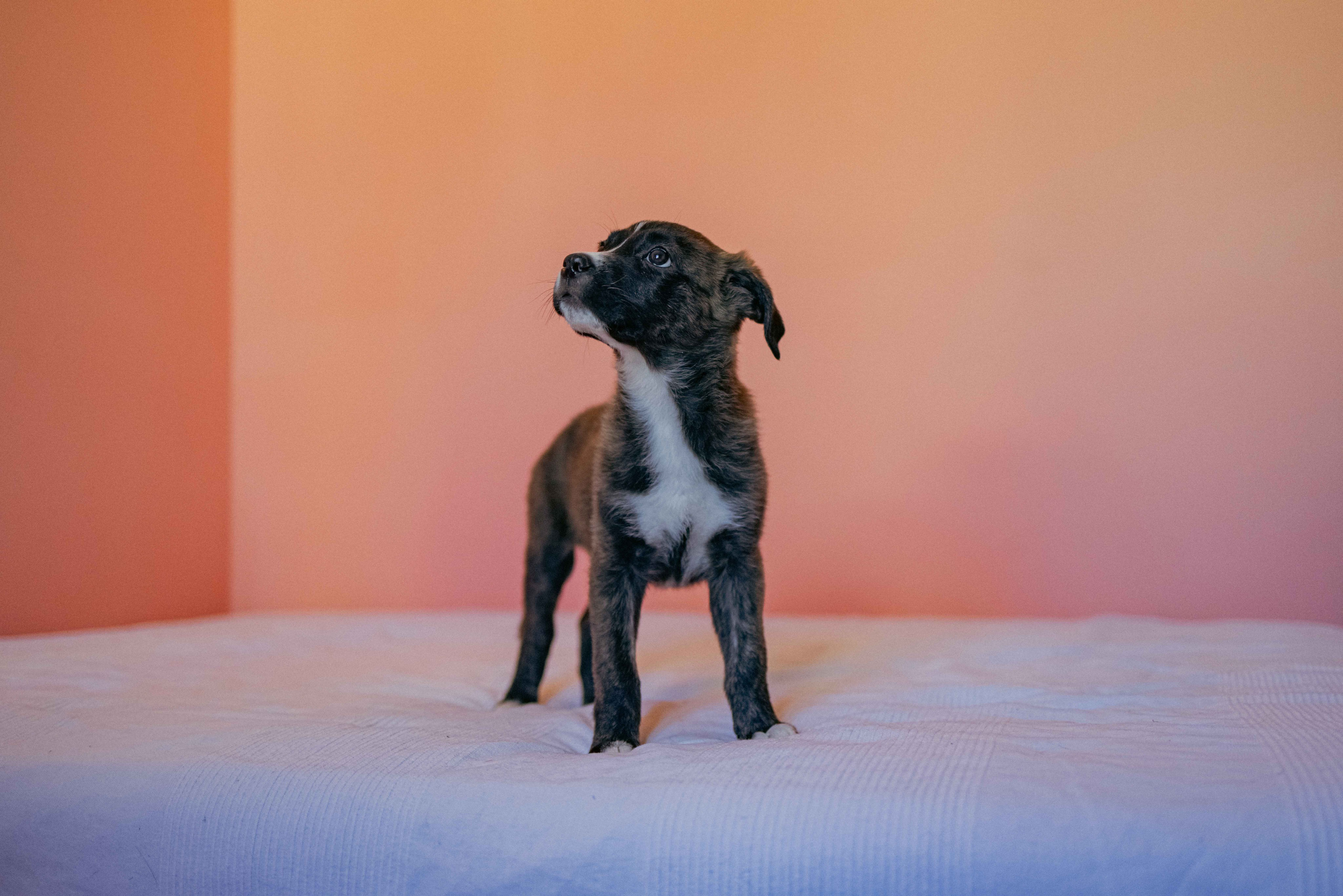 Гайка. Фотограф-анималист в Москве Лера Черноног