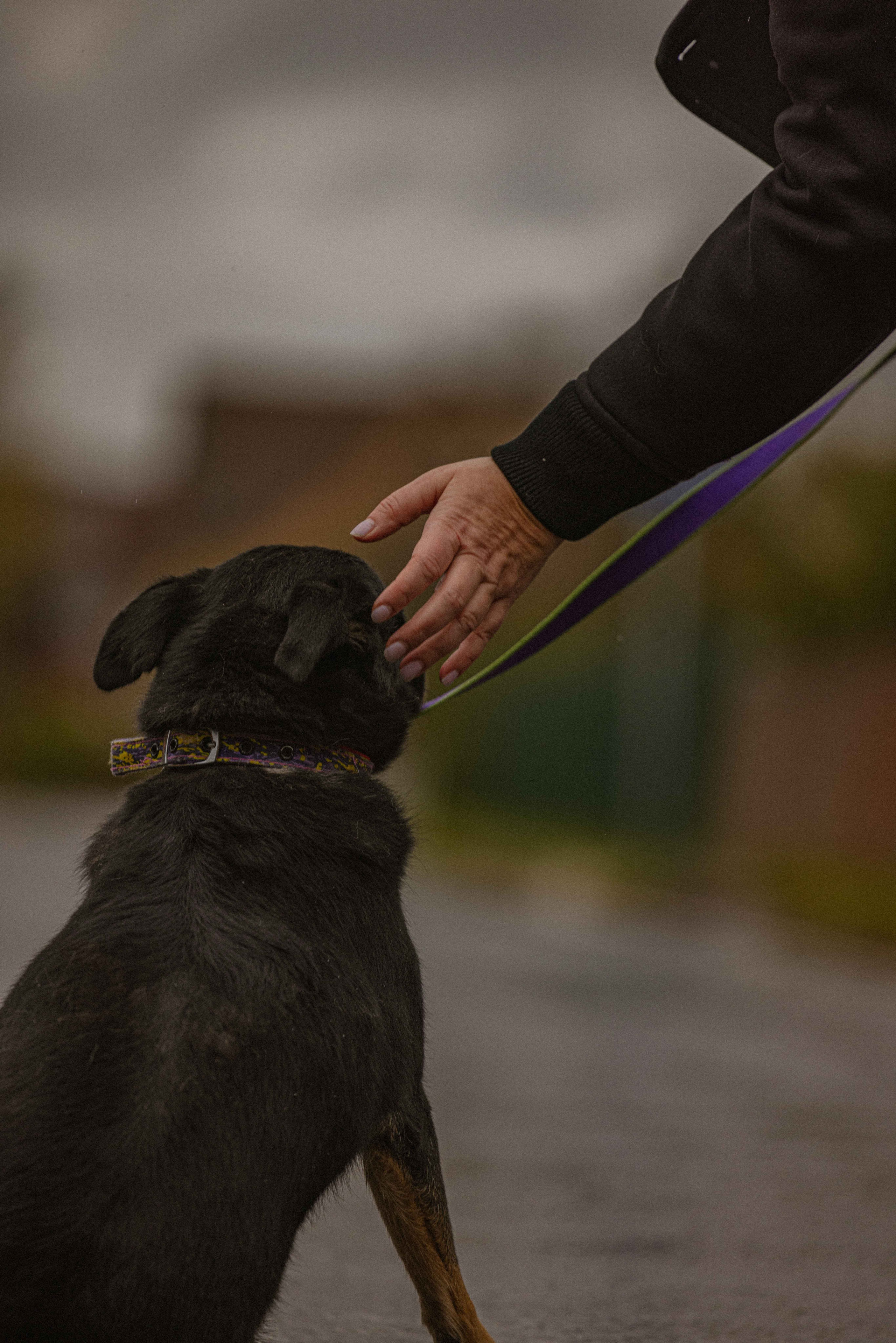 Передержка. Фотограф-анималист в Москве Лера Черноног