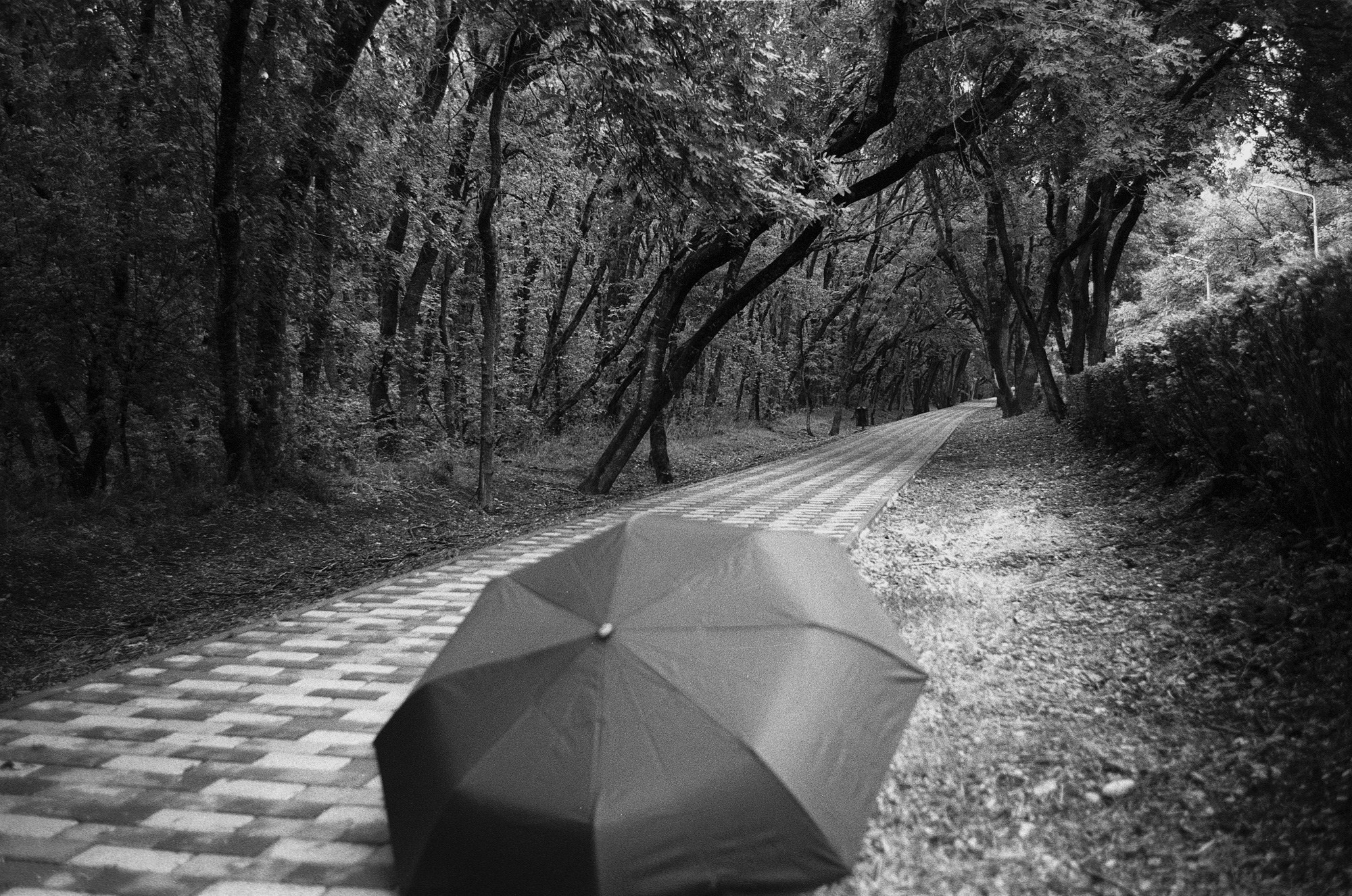 Природа. Другой Павел Поцелуев. Фотограф в 2025 году