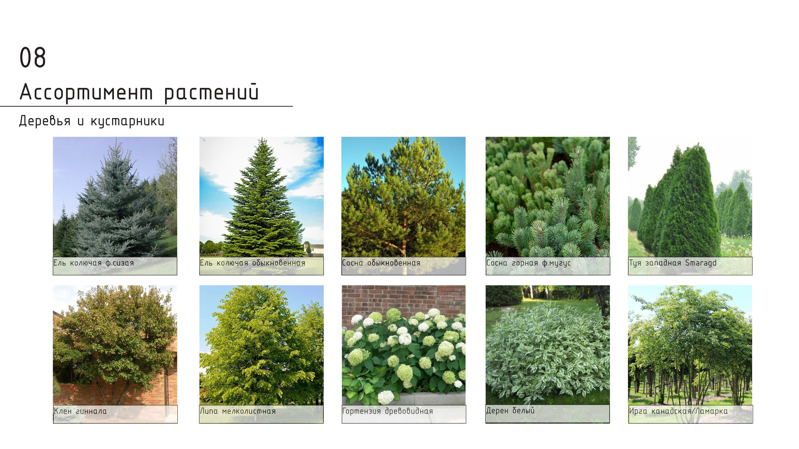 Проект концепции. Ландшафтная архитектура, проектирование и дизайн садов