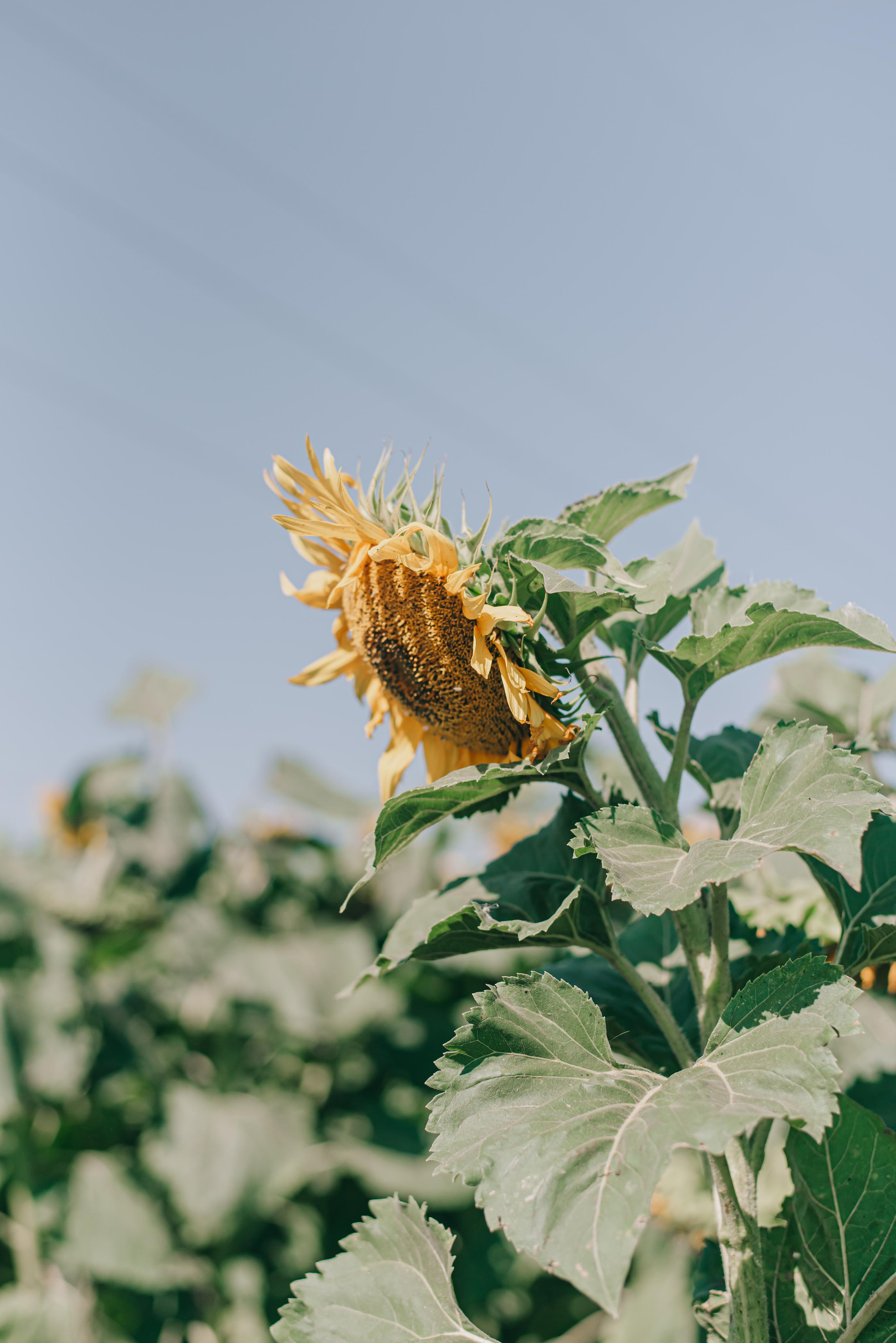 Семейная фотосъемка. Фотограф в Краснодаре Зеленкина Дарья