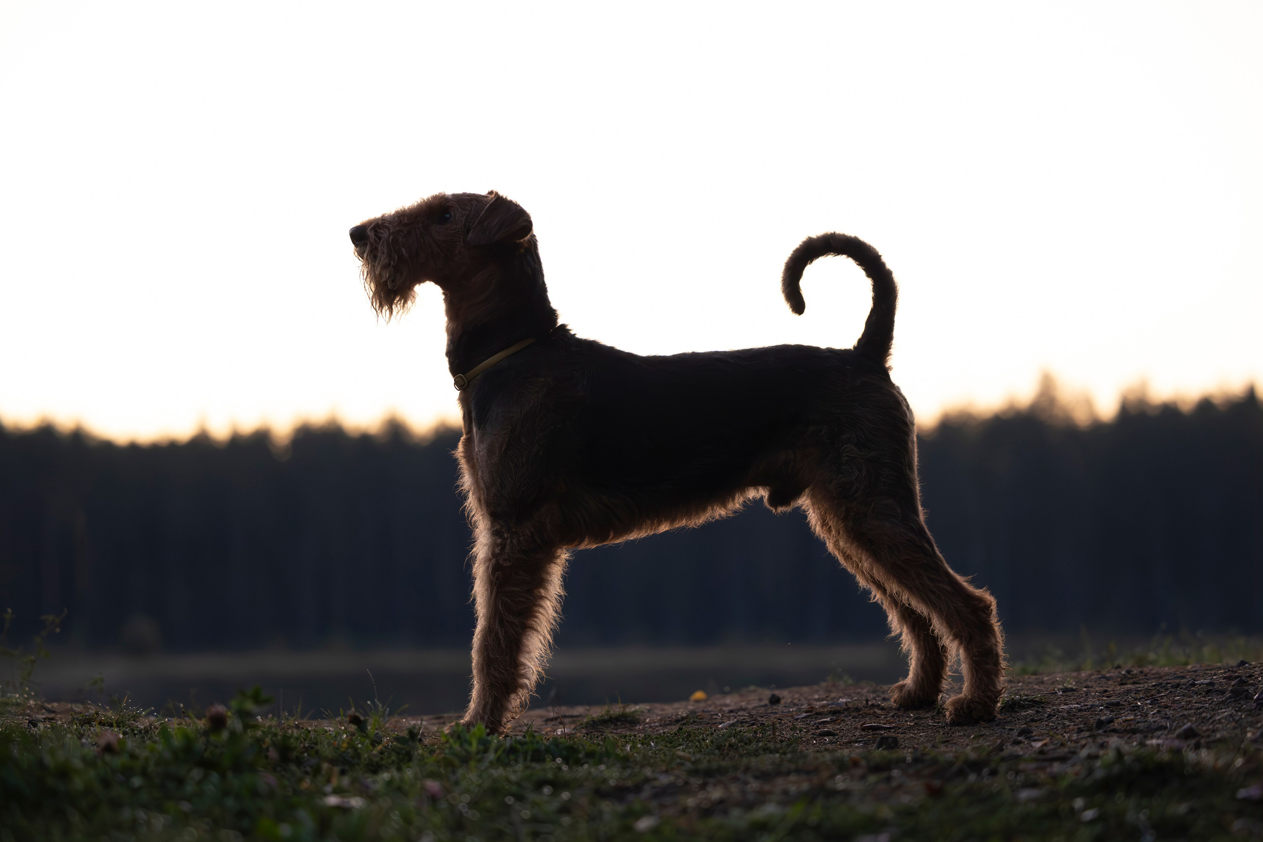 Харди. Фотограф-анималист Анна Маринич