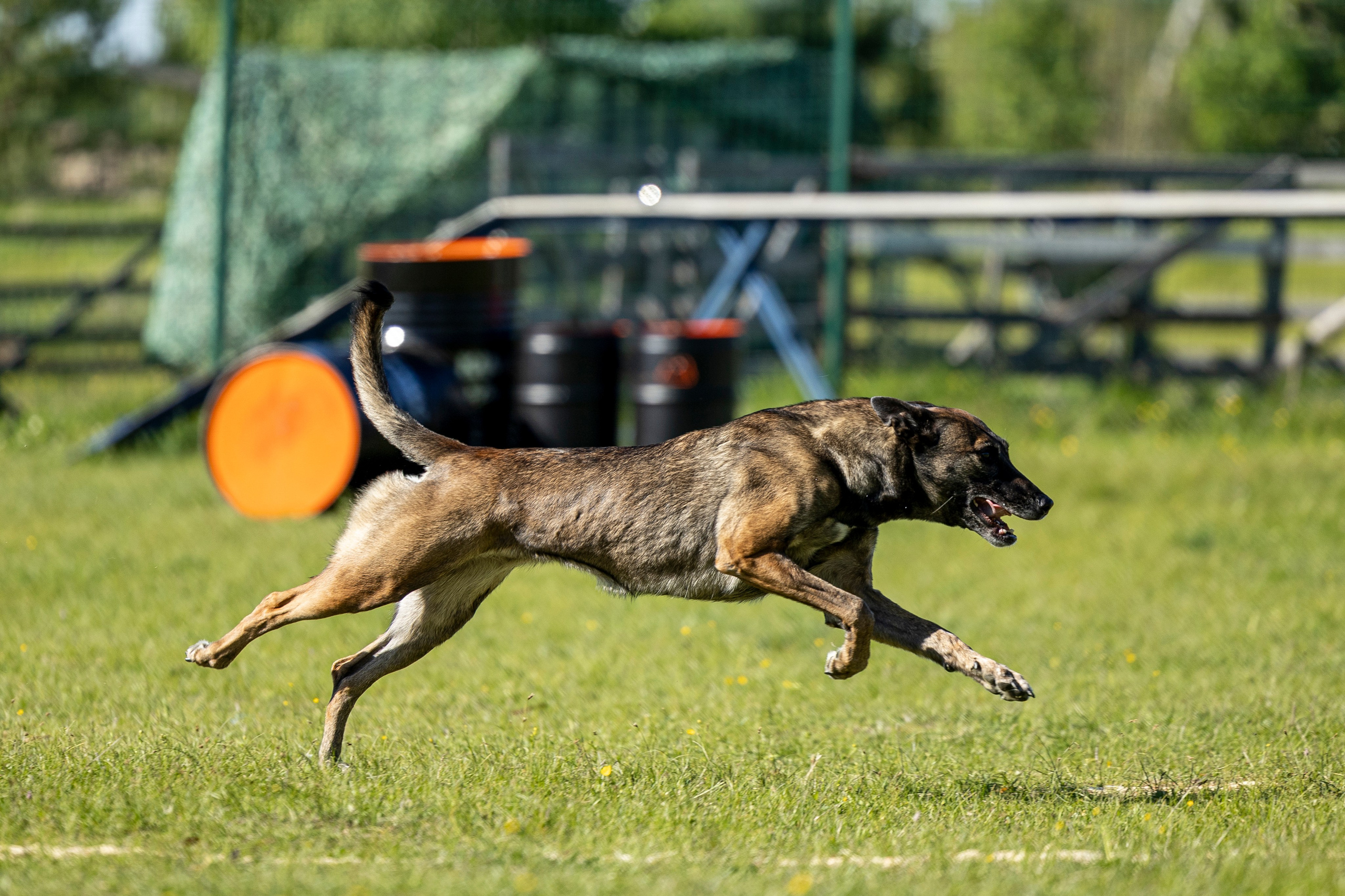 Испытания по мондьорингу в Нижнем Новгороде. Фотограф-анималист Анна Маринич