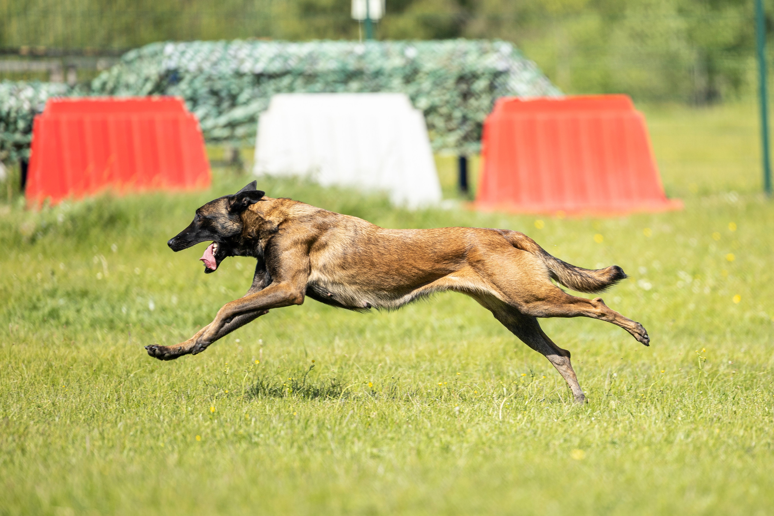 Испытания по мондьорингу в Нижнем Новгороде. Фотограф-анималист Анна Маринич