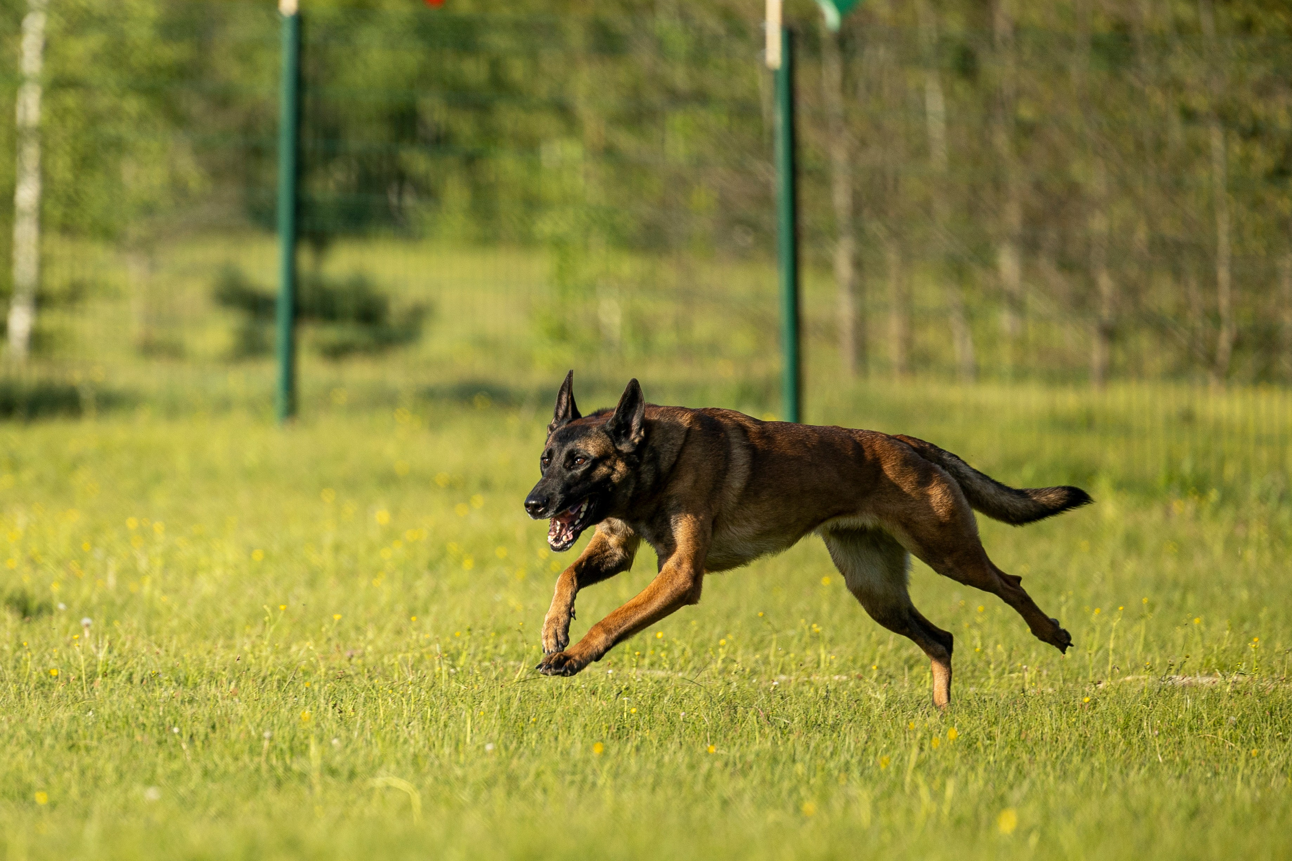 Испытания по мондьорингу в Нижнем Новгороде. Фотограф-анималист Анна Маринич