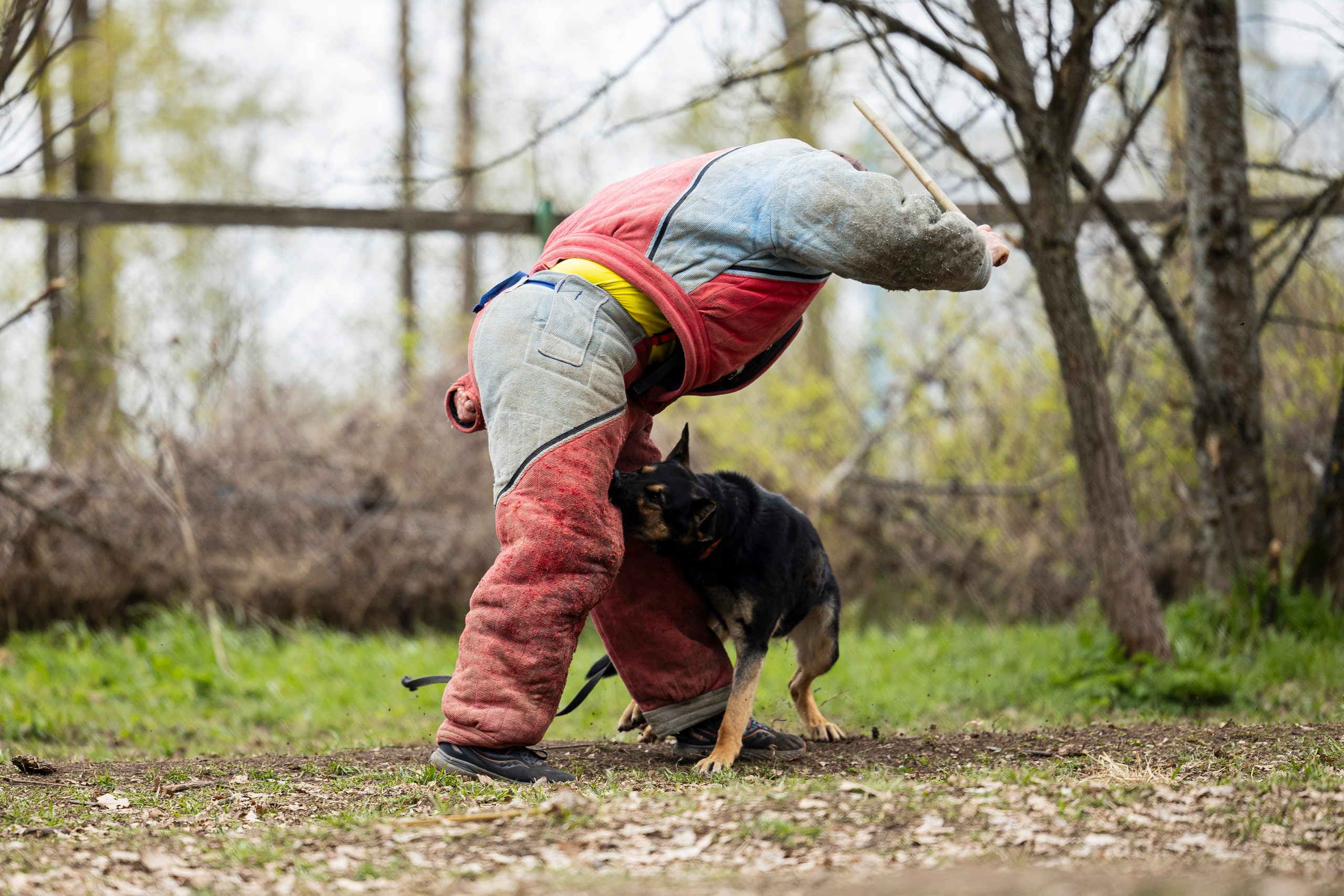 Квалификационные состязания по мондьорингу г. Вологда 11.05.24. Фотограф-анималист Анна Маринич