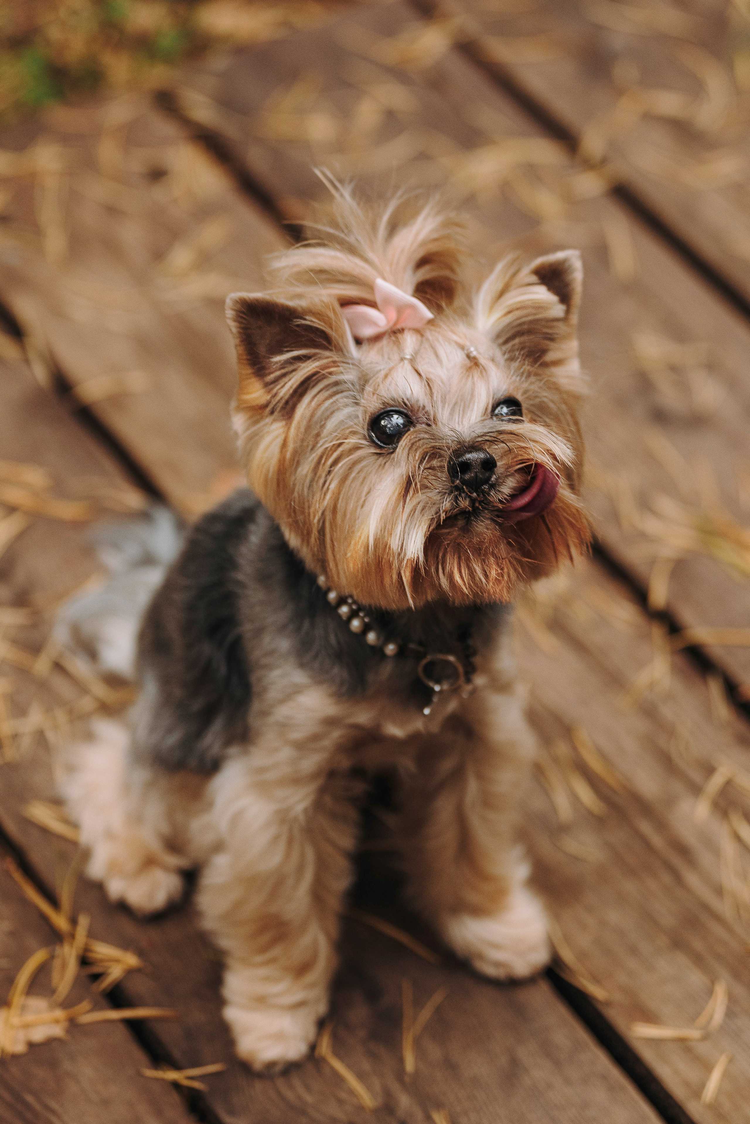 Евгения и Маруся. Фотограф анималист в Спб недорого Олеся Майорова