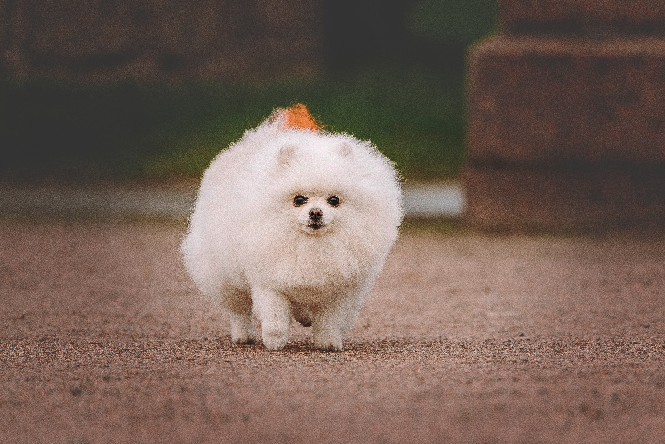 Фотосессия с померанским шпицем. Фотограф анималист в Спб недорого Олеся Майорова
