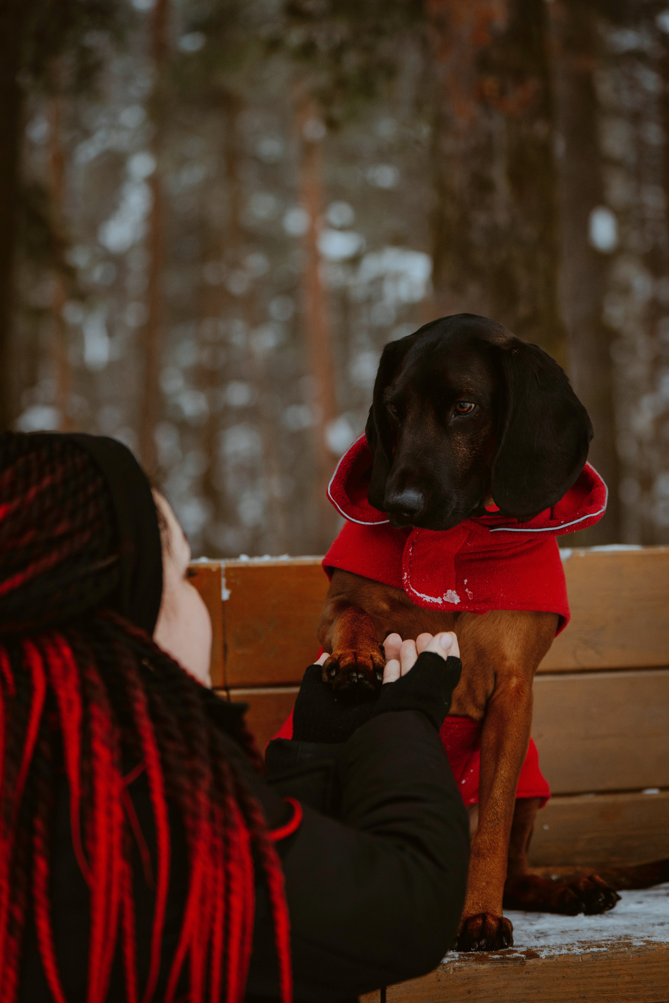 Ольга, Рора и Румпель. Фотограф анималист в Спб недорого Олеся Майорова