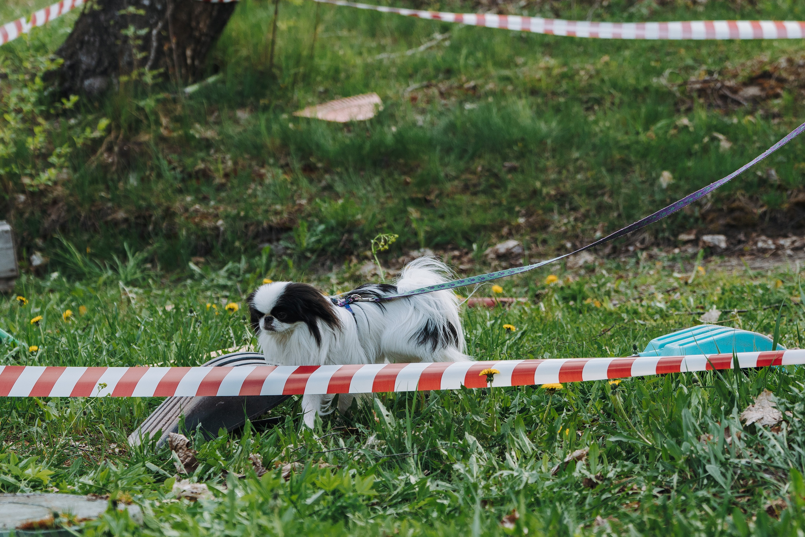 Соревнования по ноузворку в Лосево. Фотограф анималист в Спб недорого Олеся Майорова