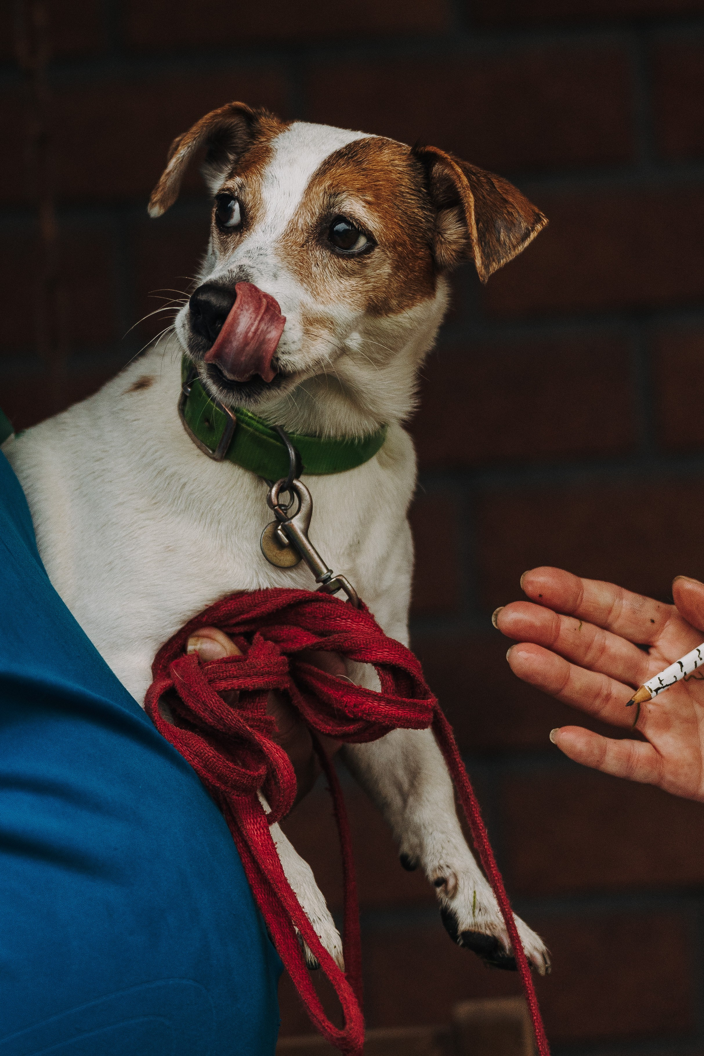 Соревнования по ноузворку в Новожилово. Фотограф анималист в Спб недорого Олеся Майорова