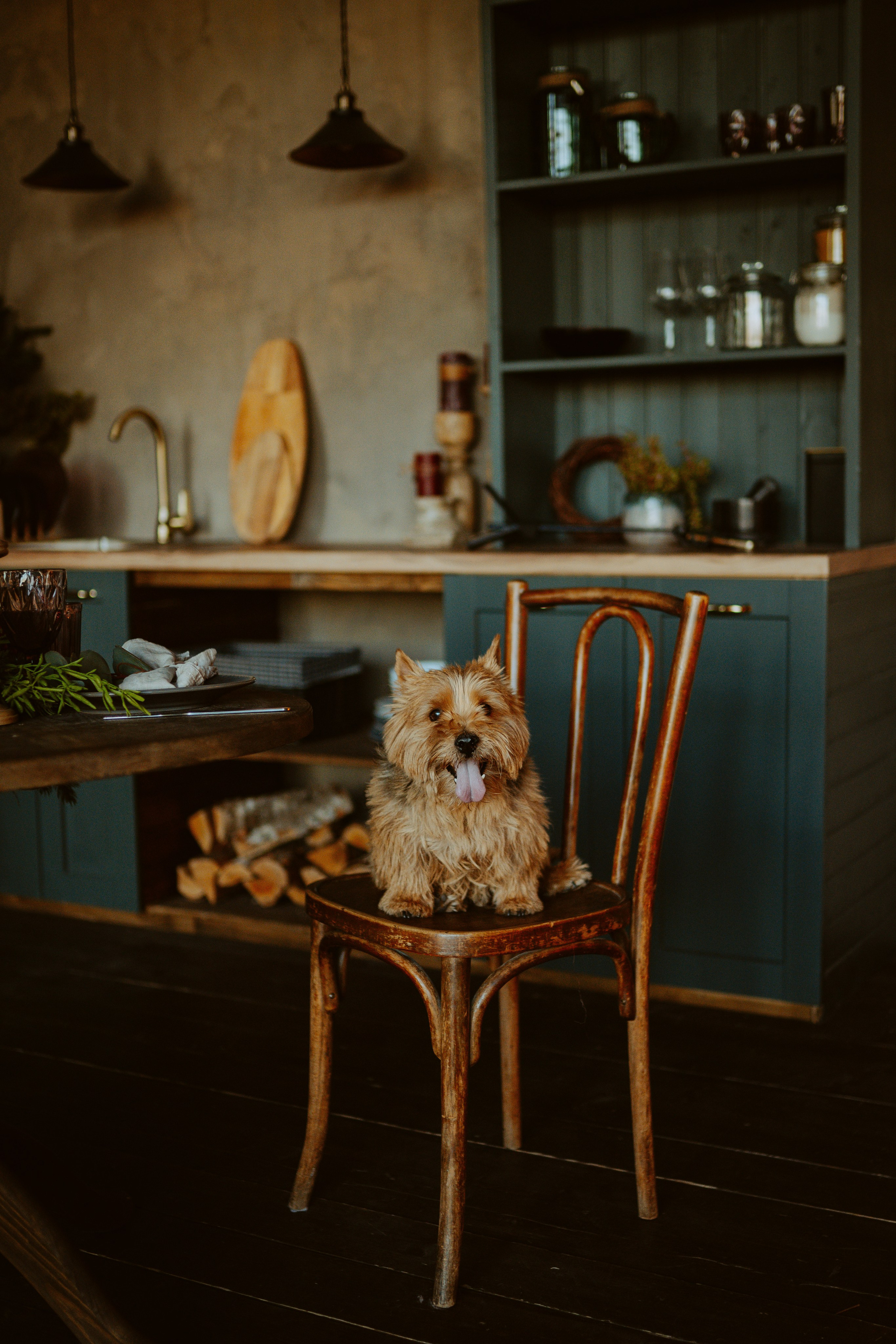 Фотосессия с собакой в студии. Фотограф анималист в Спб недорого Олеся Майорова