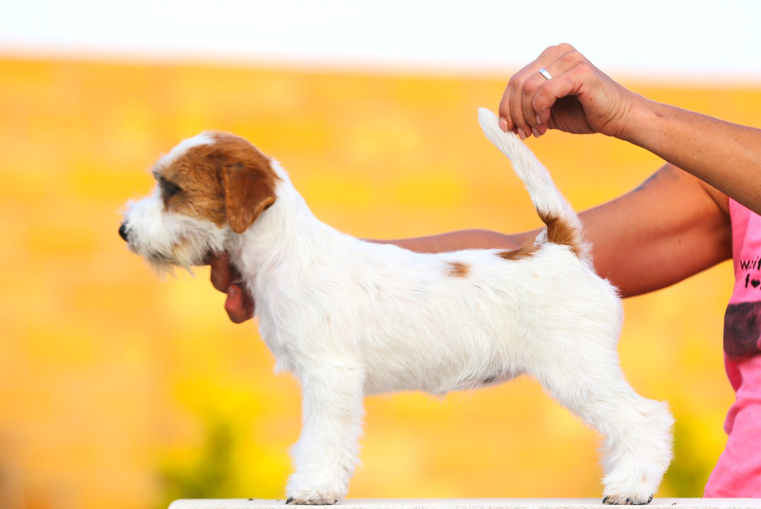 LOVELY ORANGE PICABU. Lovely-Orange питомник джек рассел терьеров