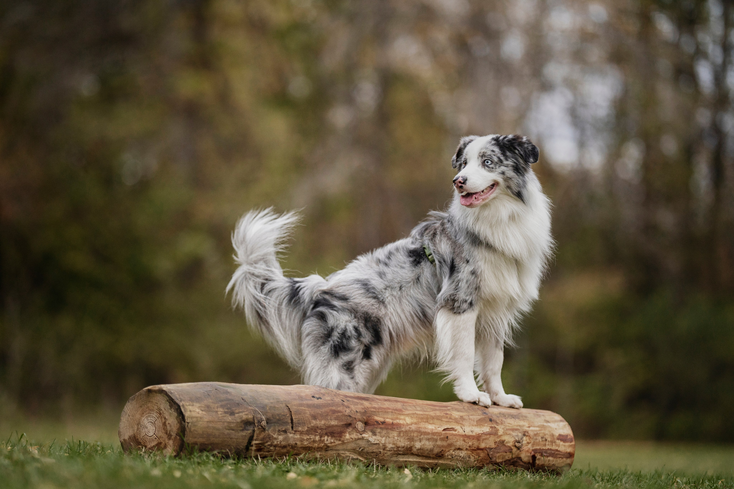 Съемка Альфа. Kameramotor74