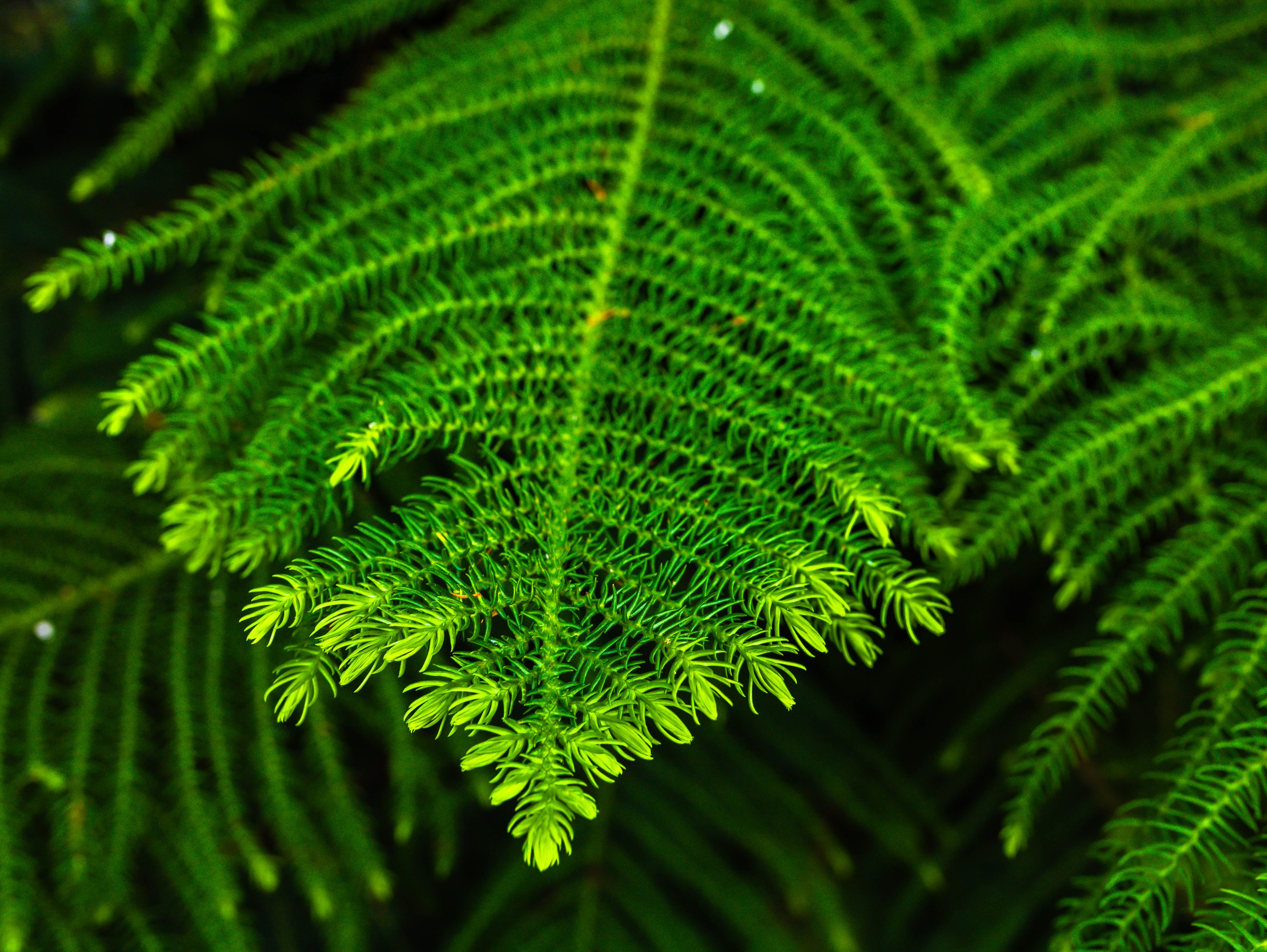 Фотографии природы Липецка. Свадебный и семейный фотограф Виолетта в Липецке