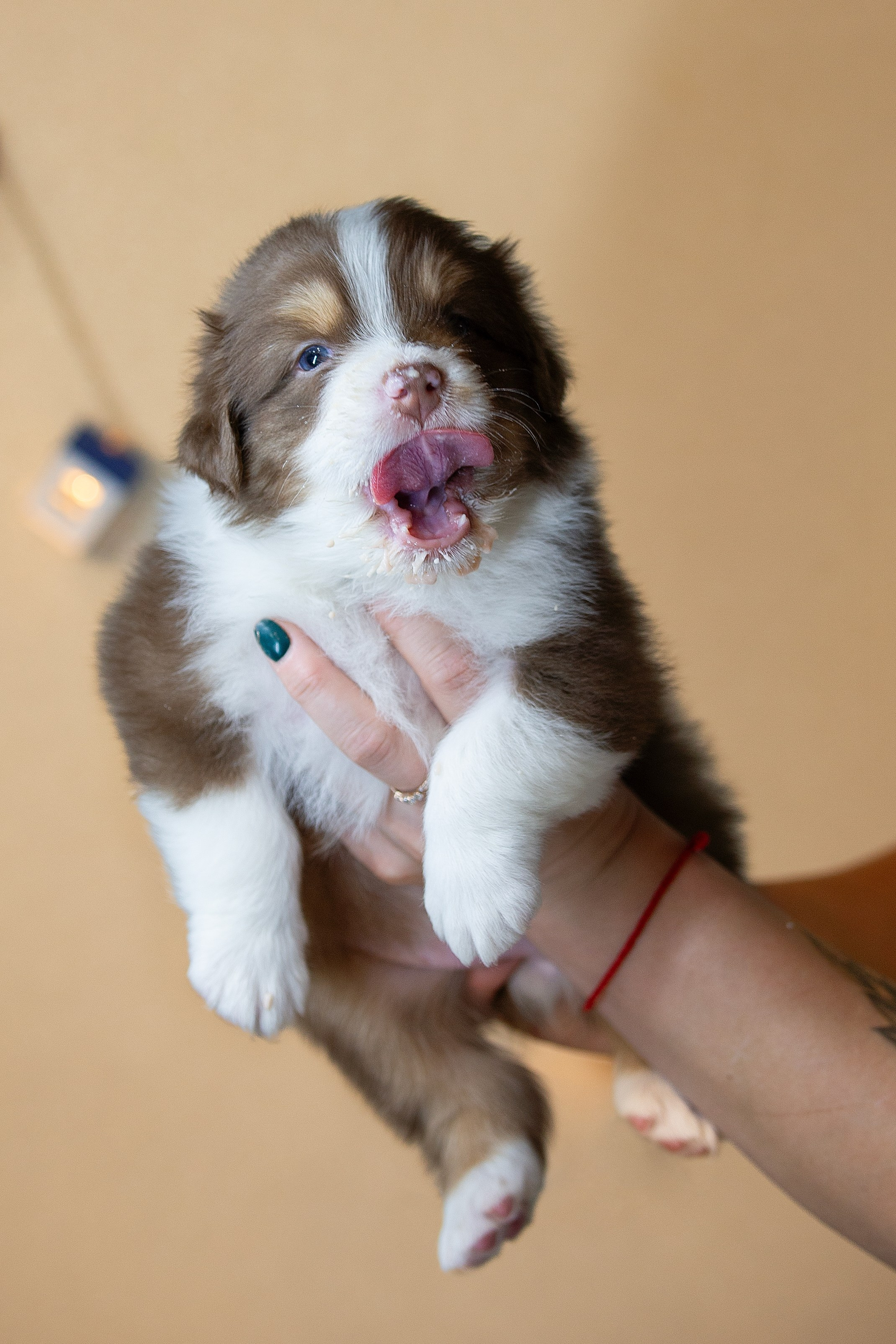 Заводчик Ольга Тутлова. Творческий фотограф Вологда