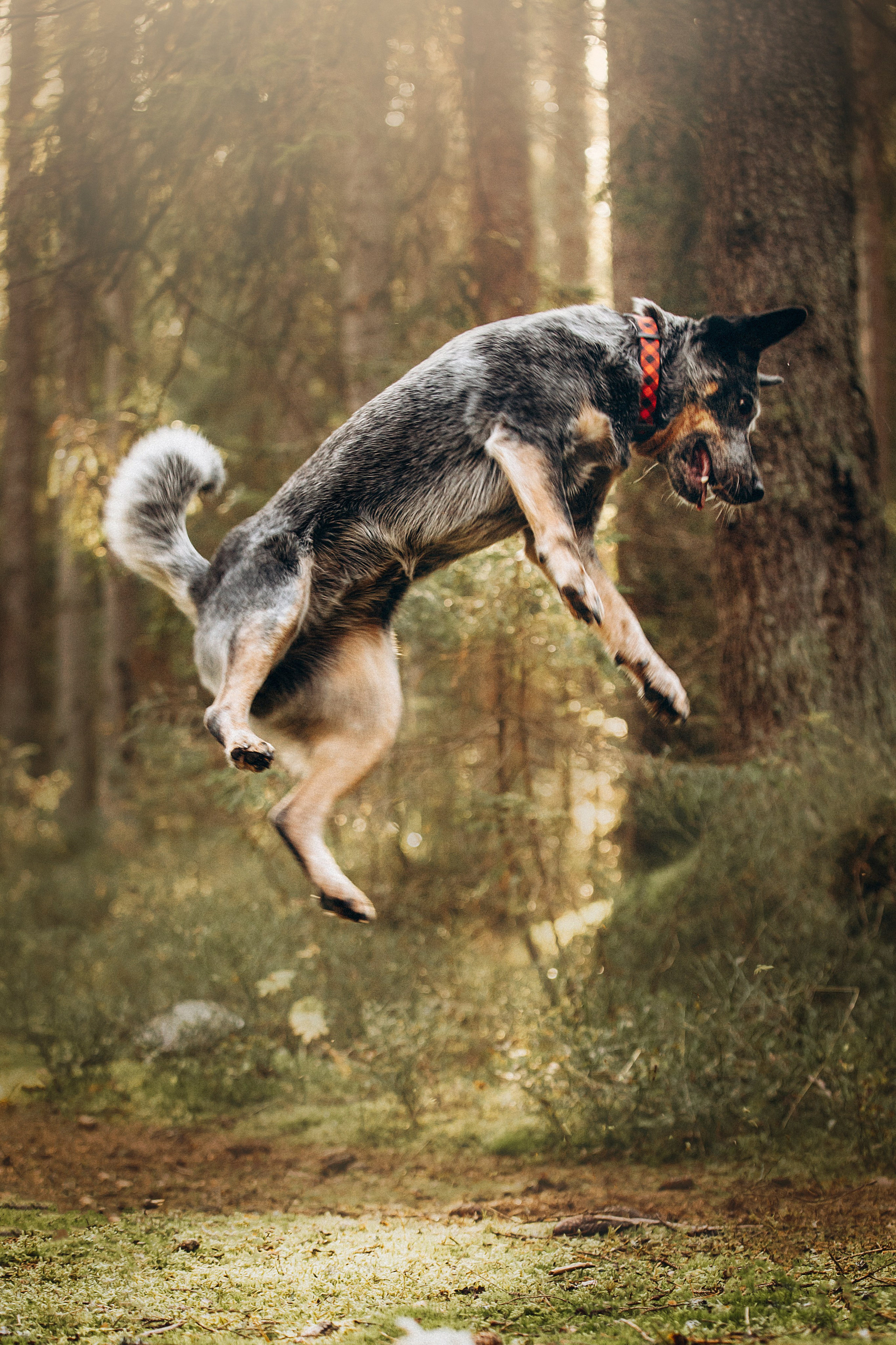 Оля и Мотечка. Фотограф — Анималист | Санкт-Петербург